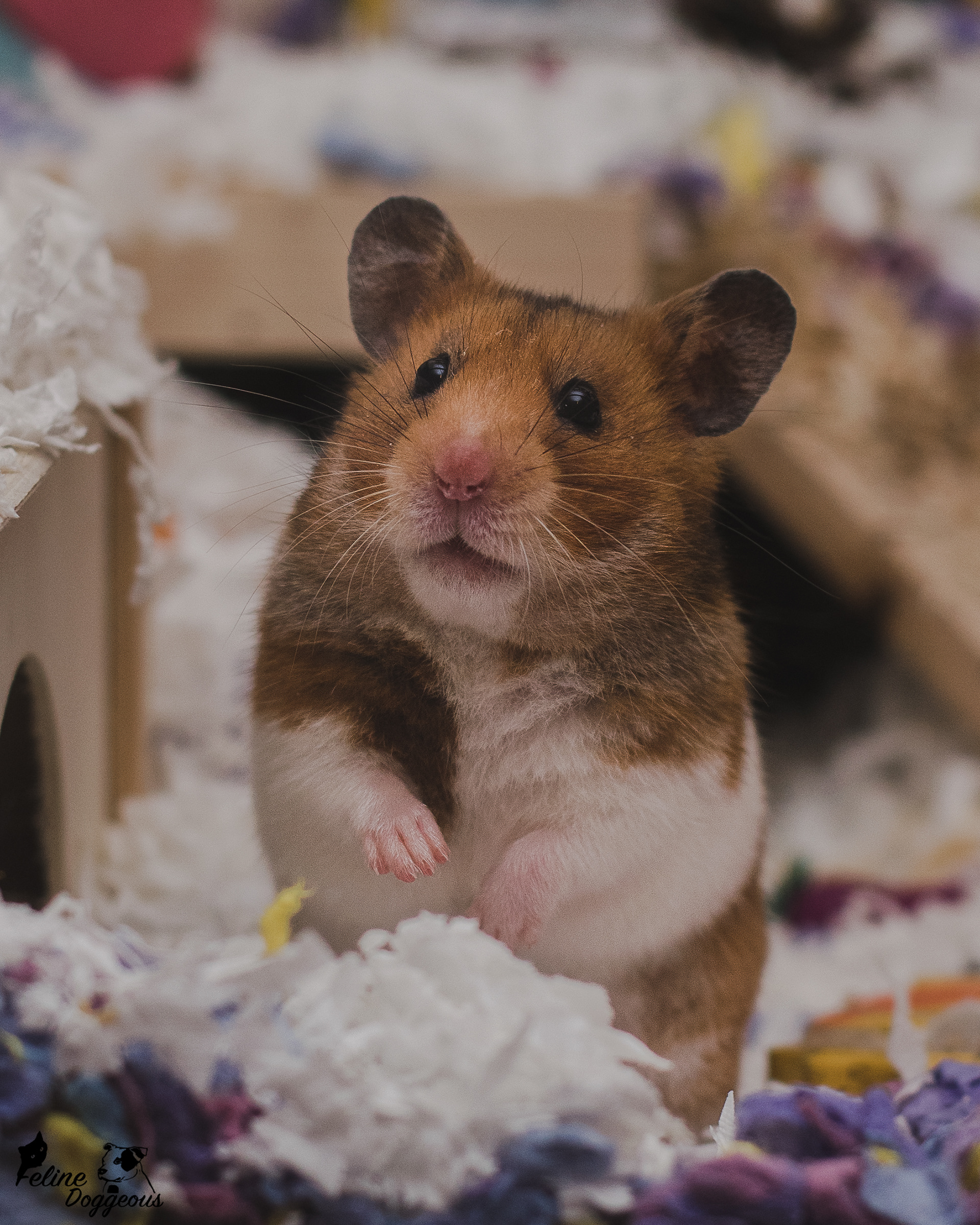 Syrian Hamster