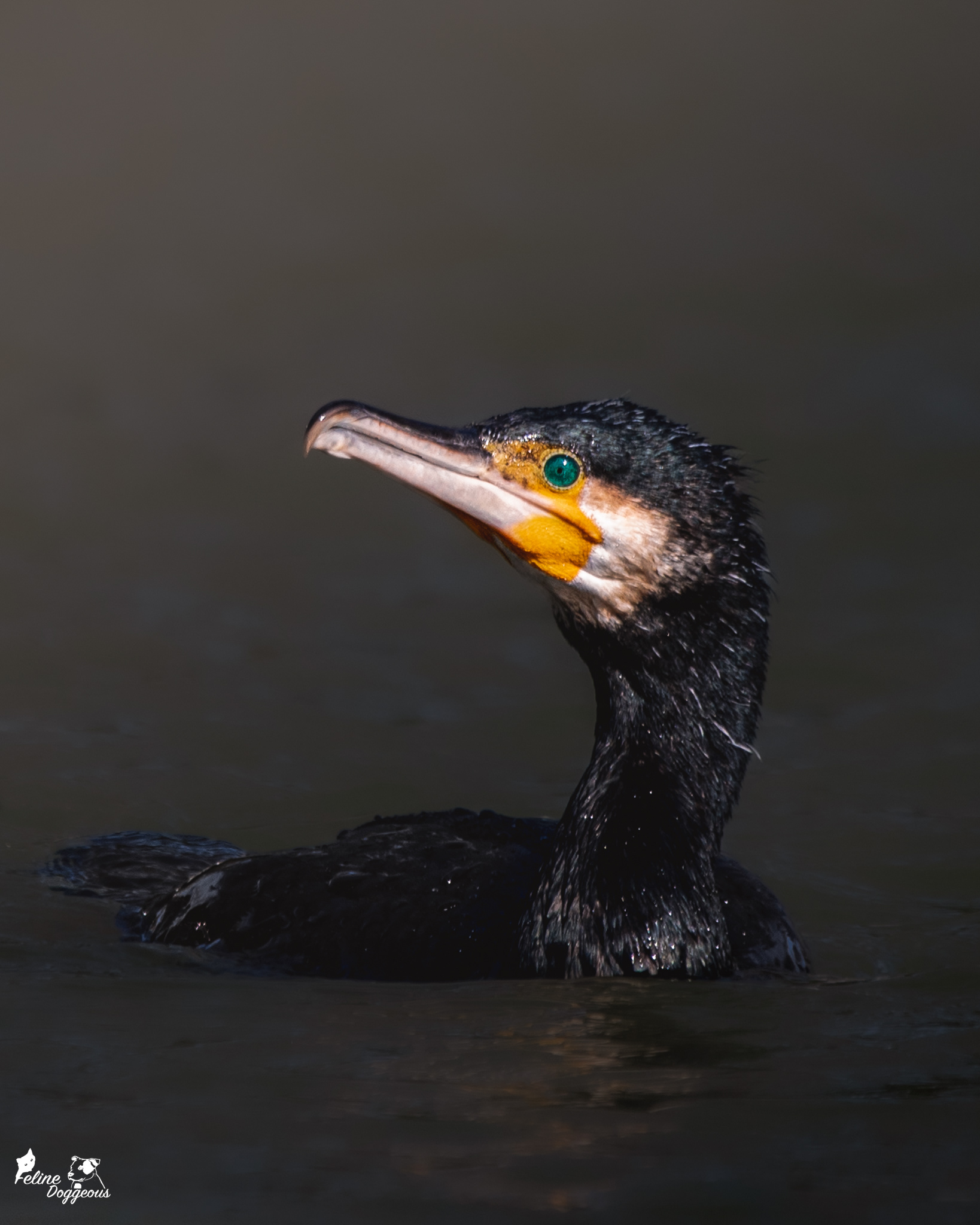 Cormorant