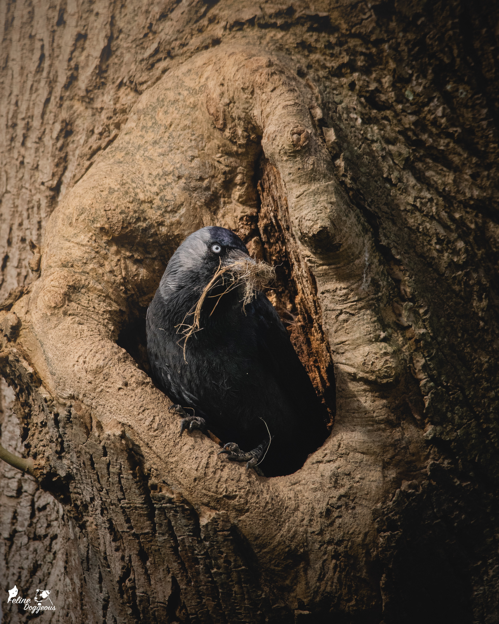 Jackdaw