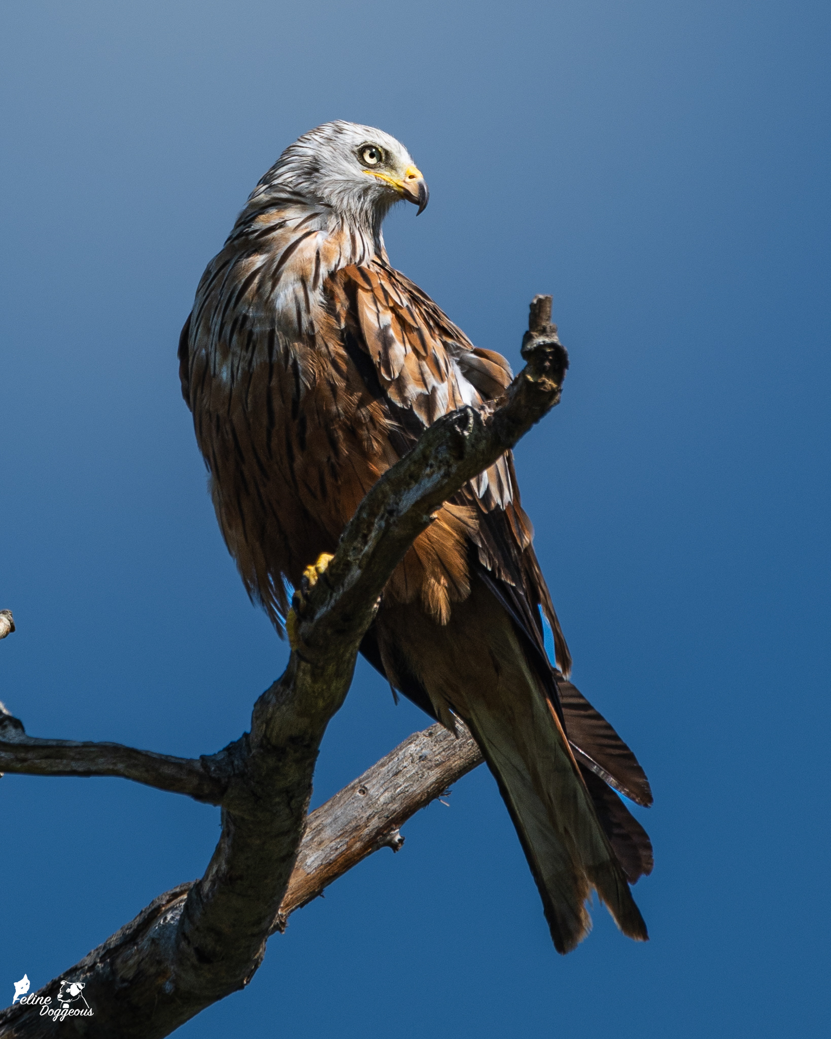 Red Kite