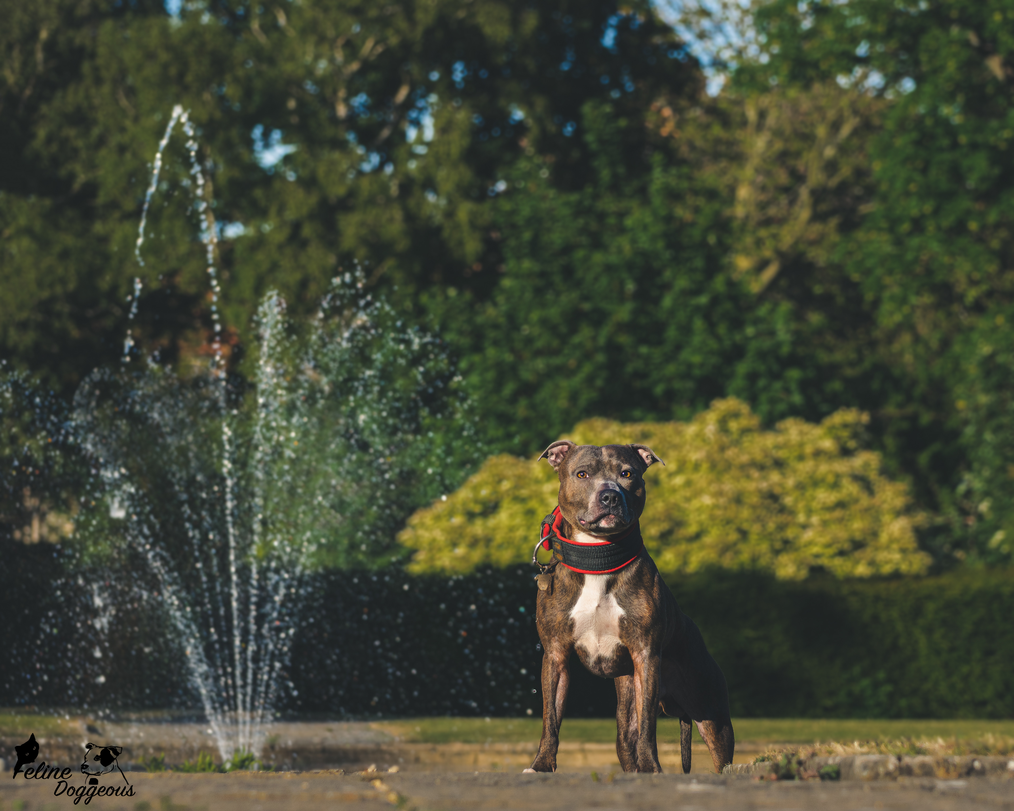 Staffordshire Bull Terrier