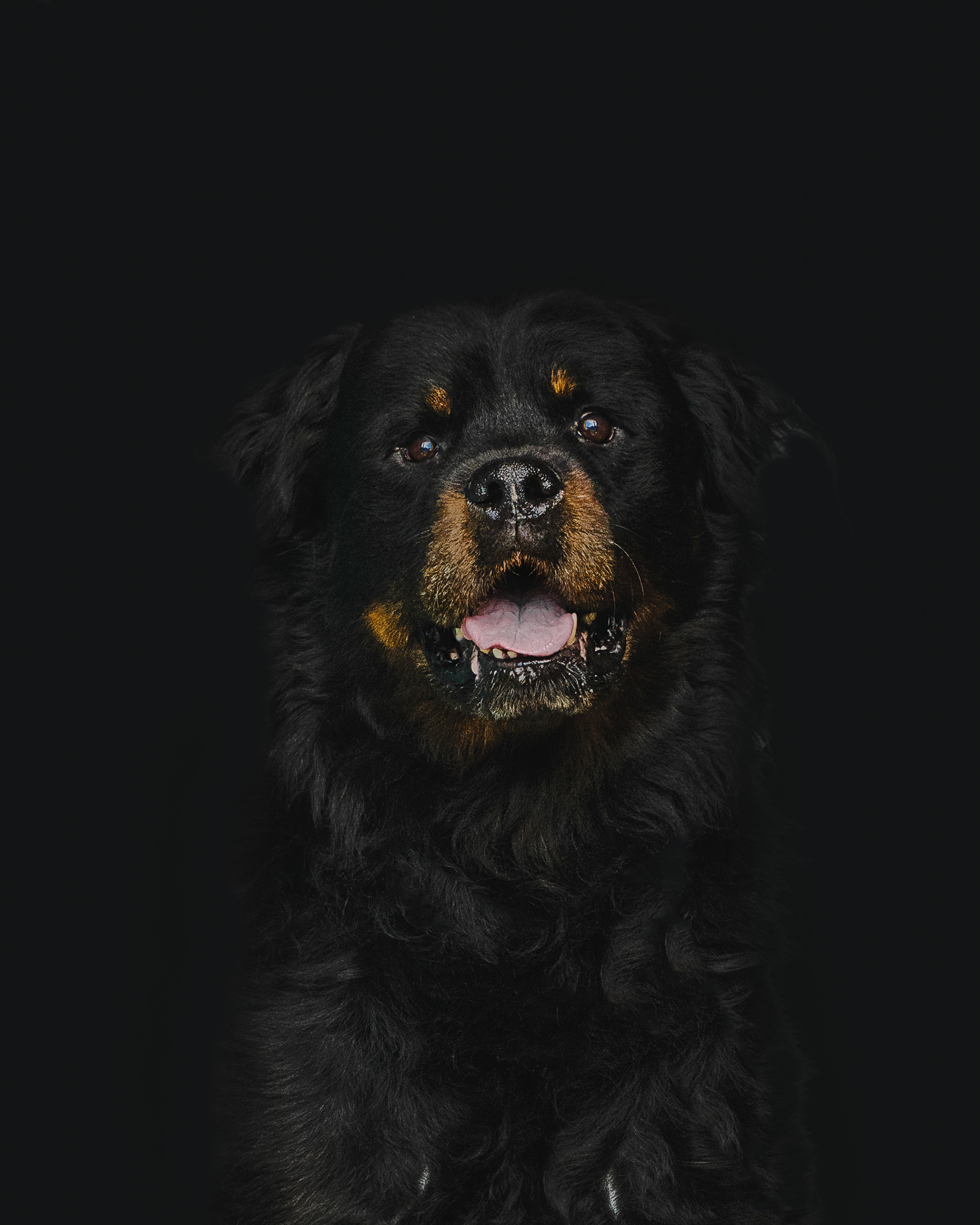 Rottweiler