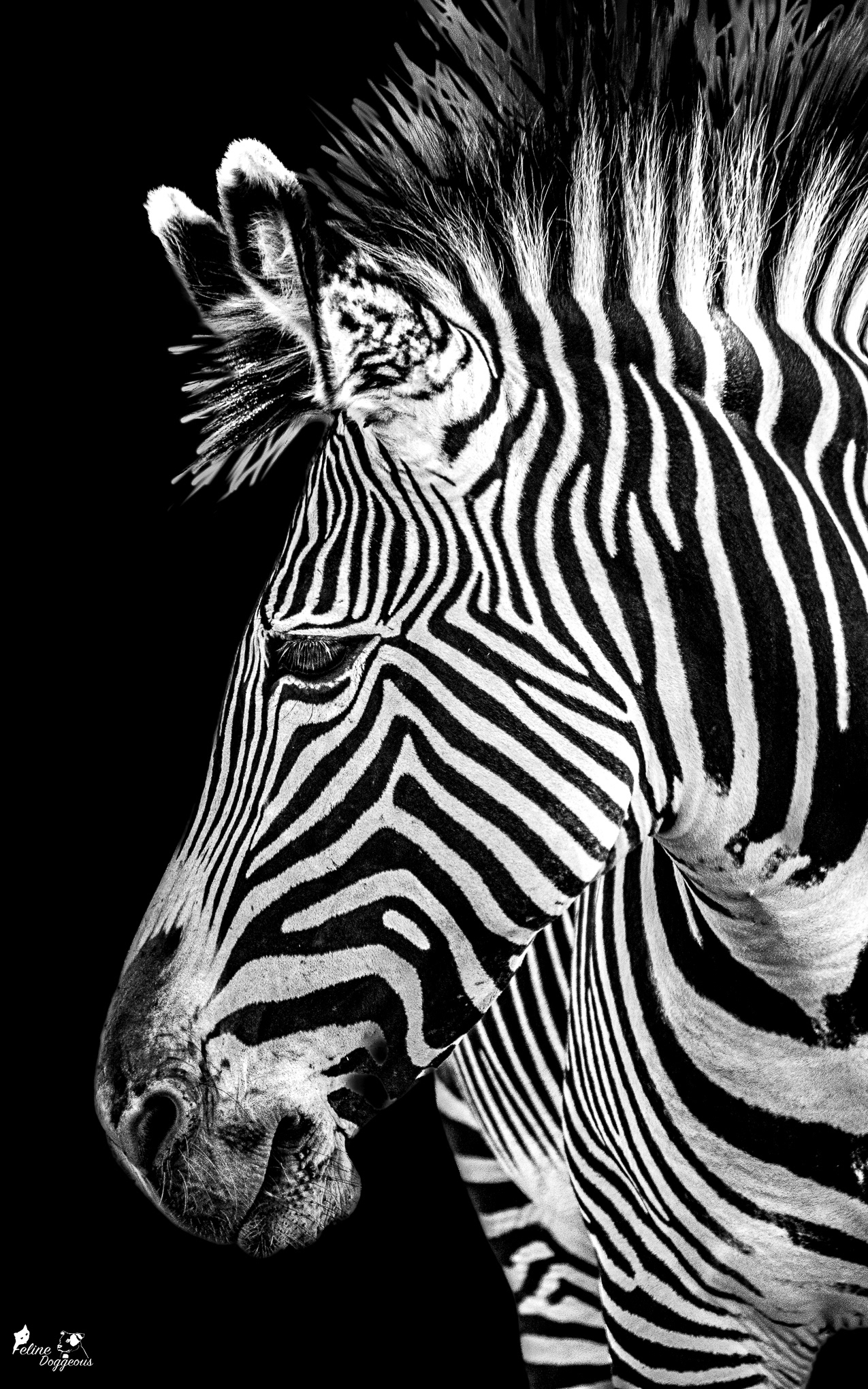 Chevy's Zebra
