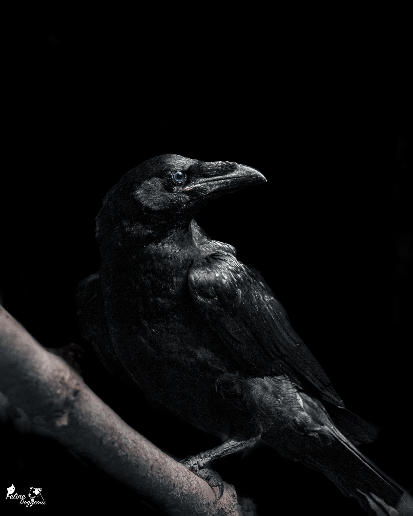 Raven