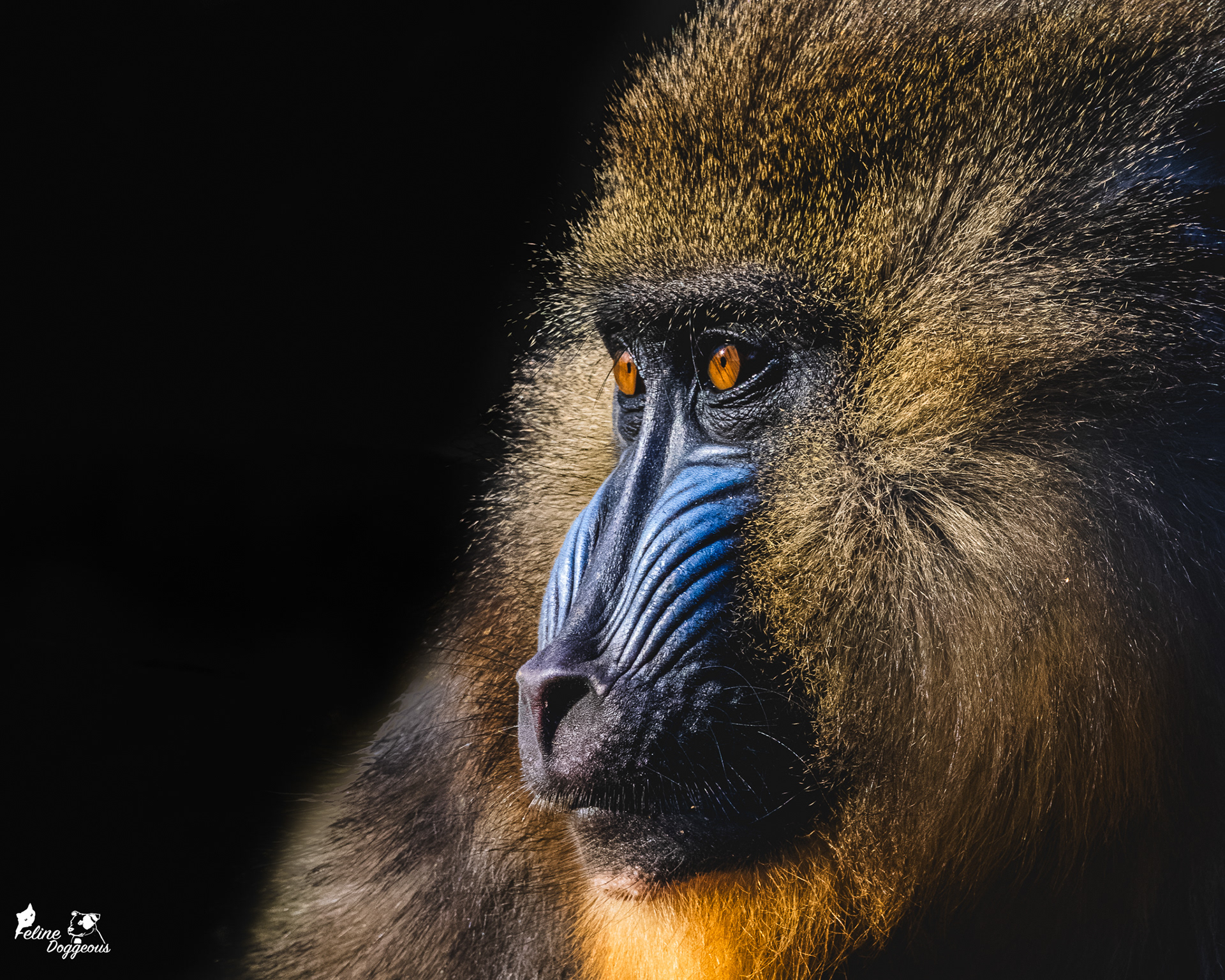 Mandrill, Colchester Zoo
