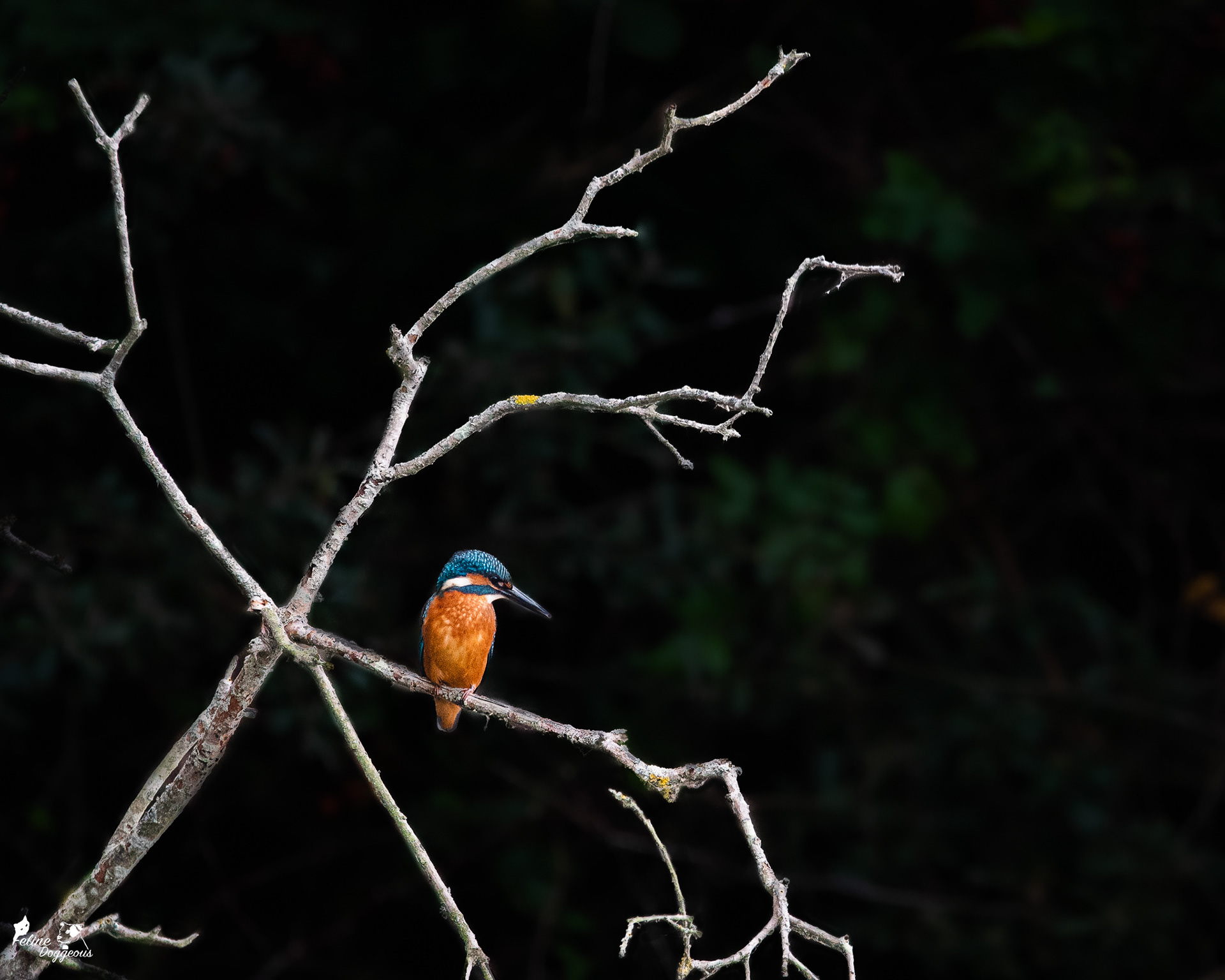 Kingfisher
