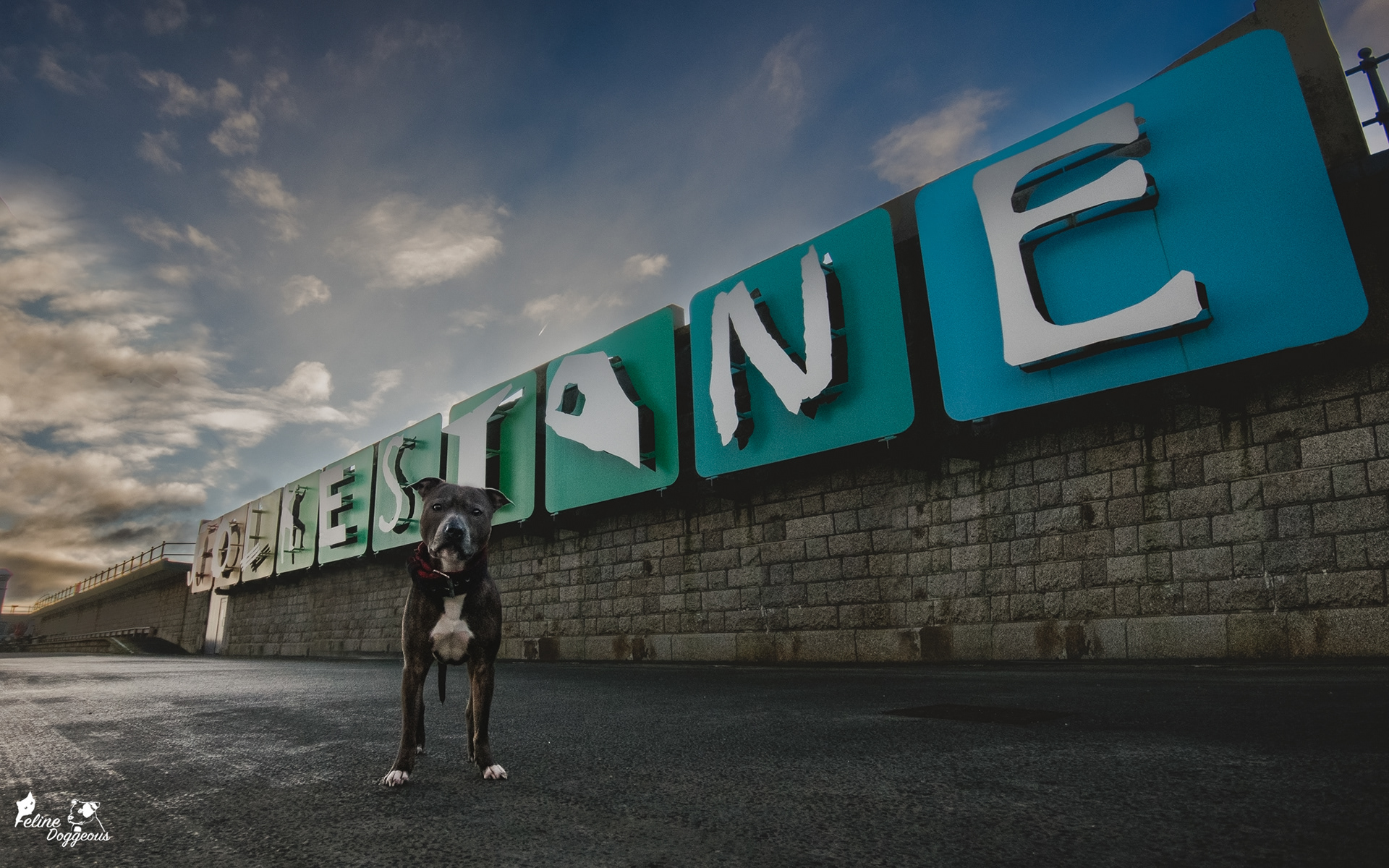Staffy and the Folkestone Sign