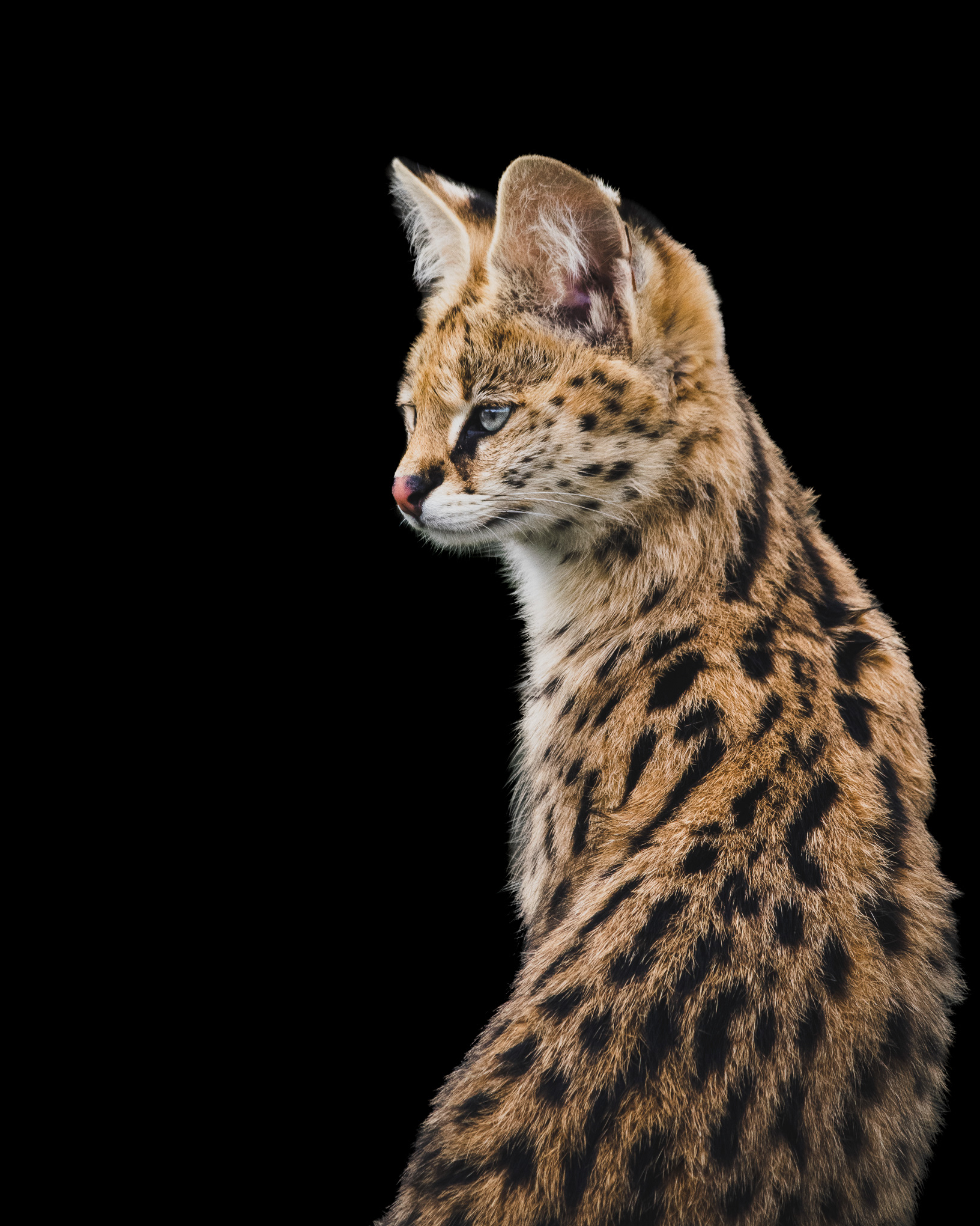 African Serval
