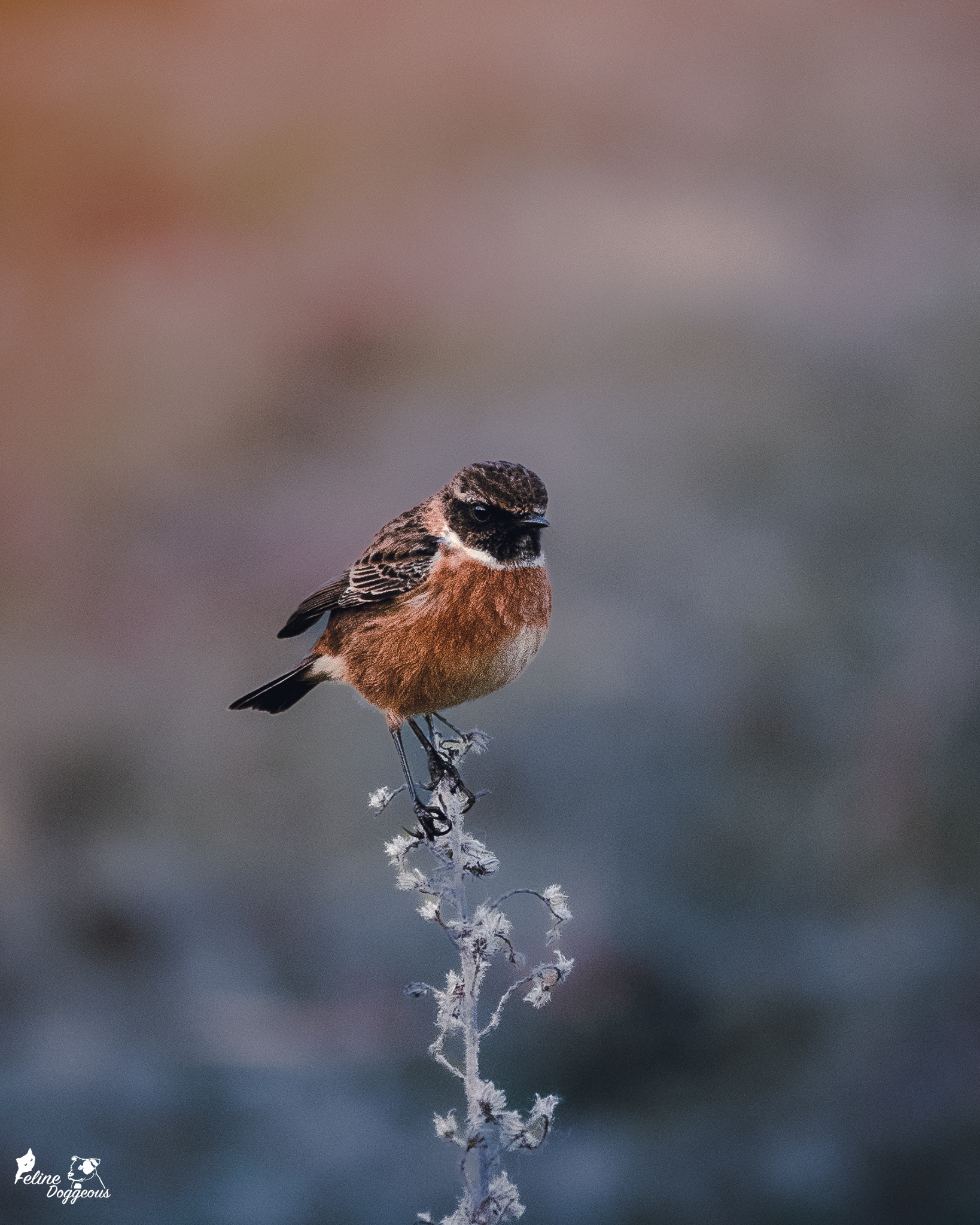 Stonechat