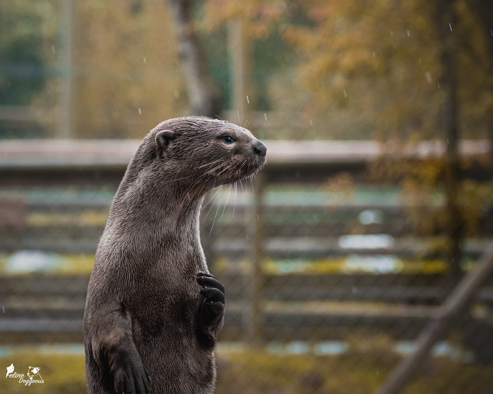 Smooth Coated Otter
