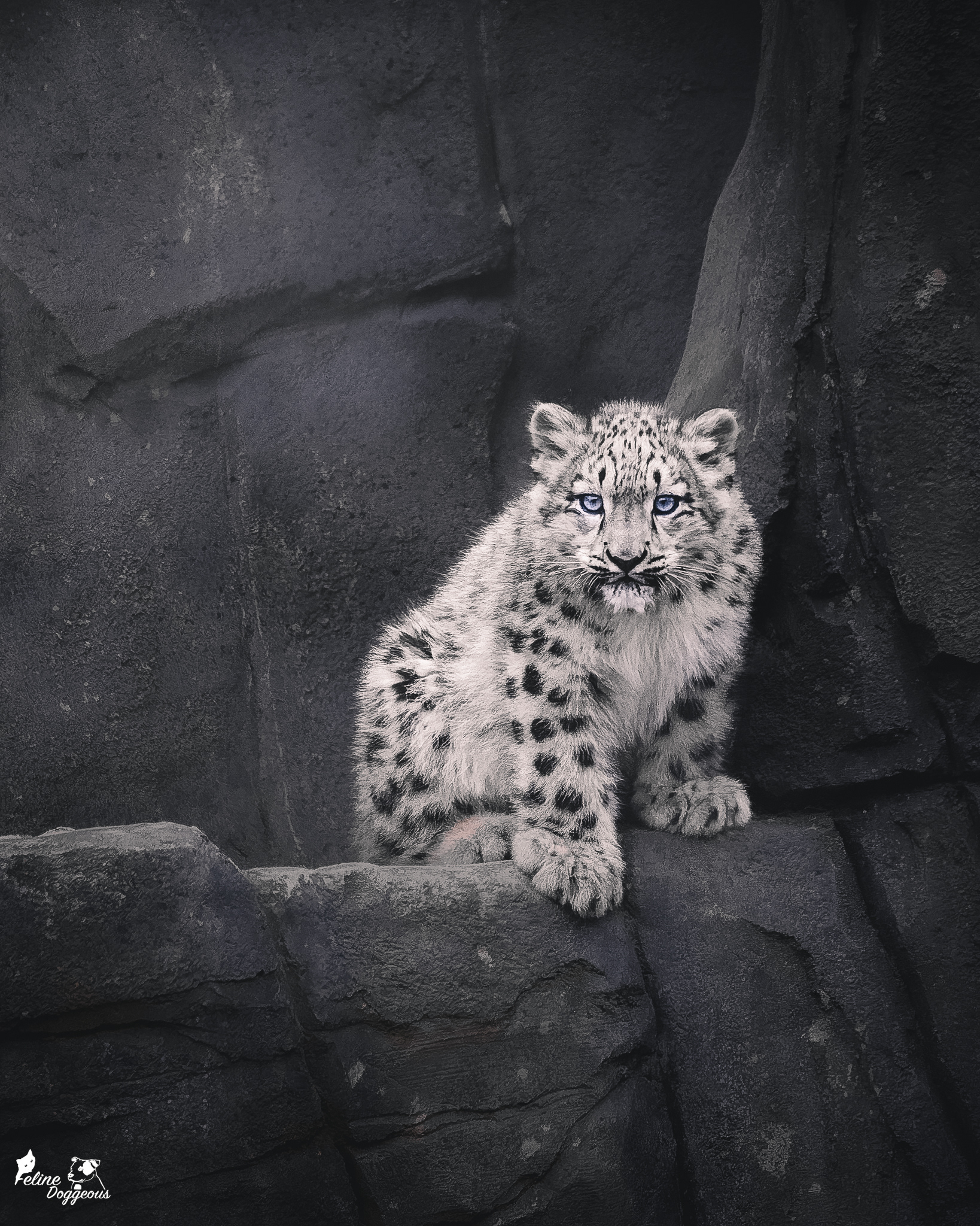 Snow Leopard, Chester Zoo