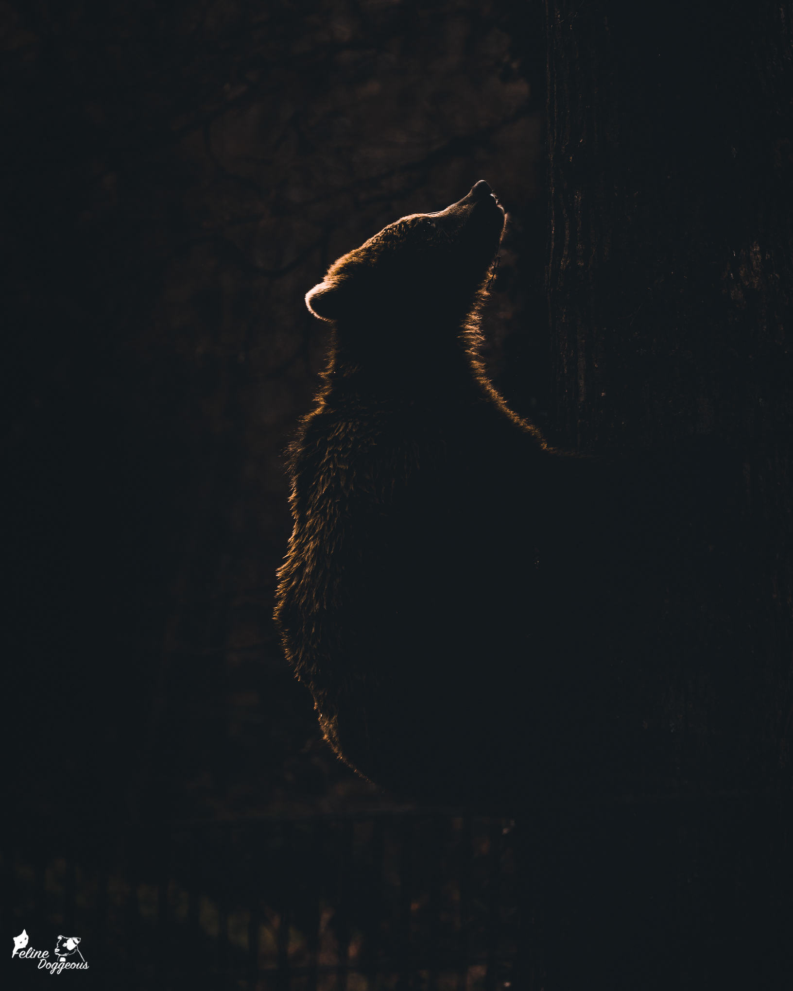 European Brown Bear