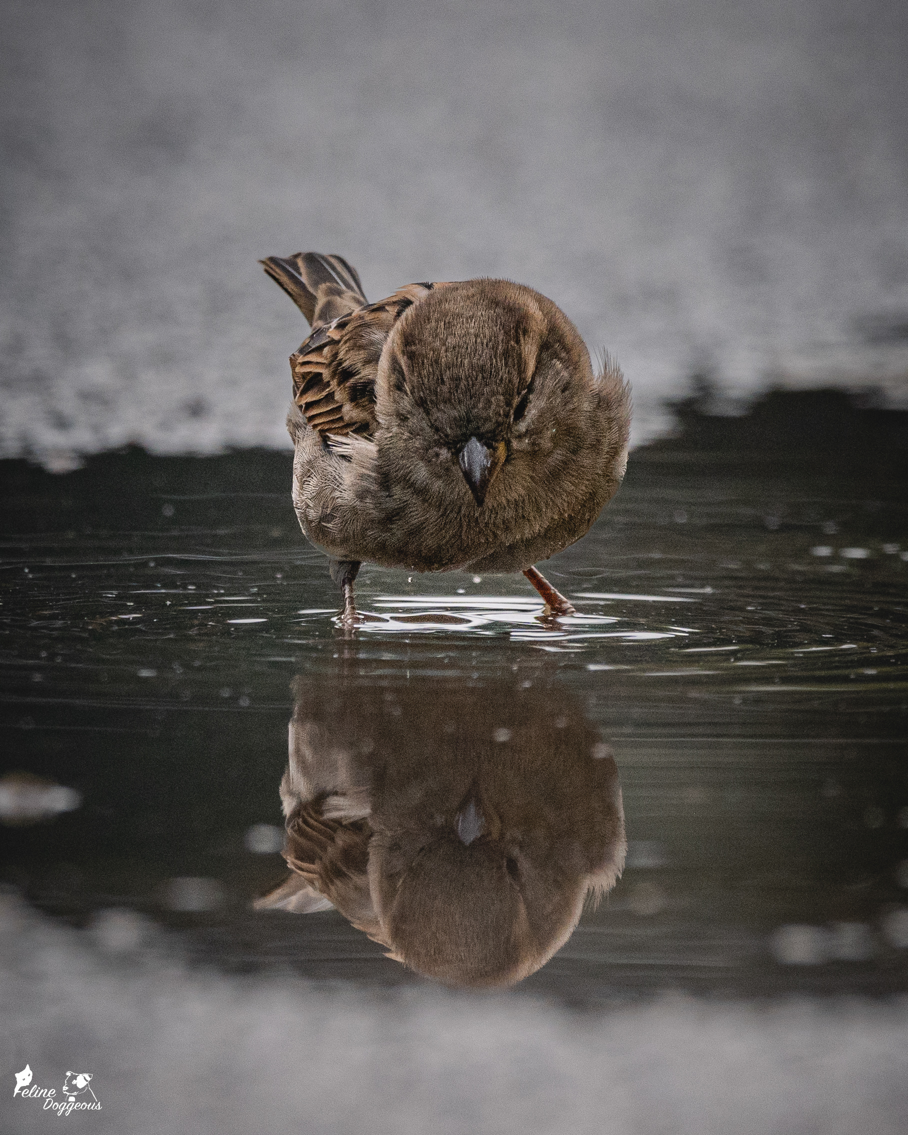 Sparrow