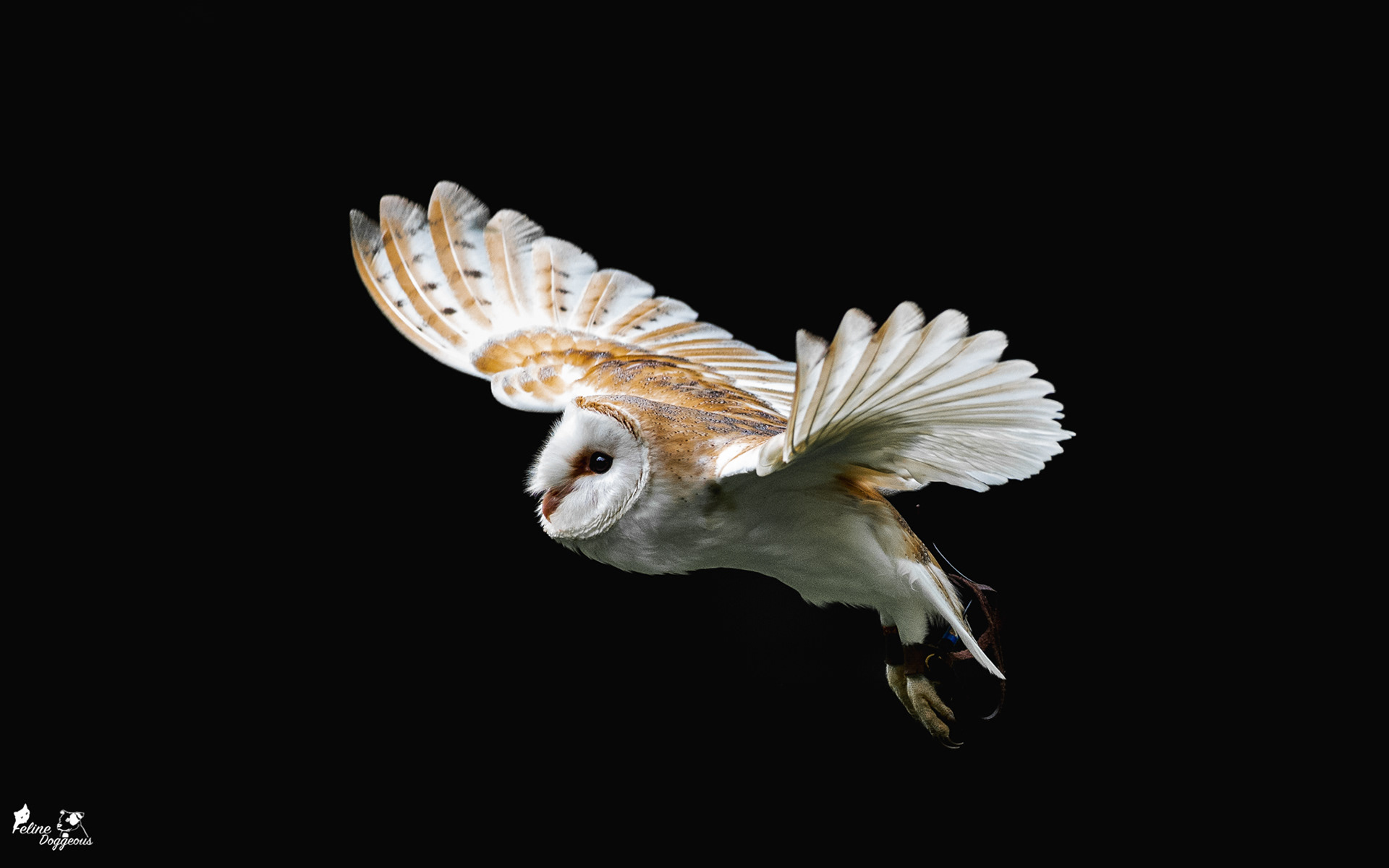 Barn Owl, Wildwood Trust