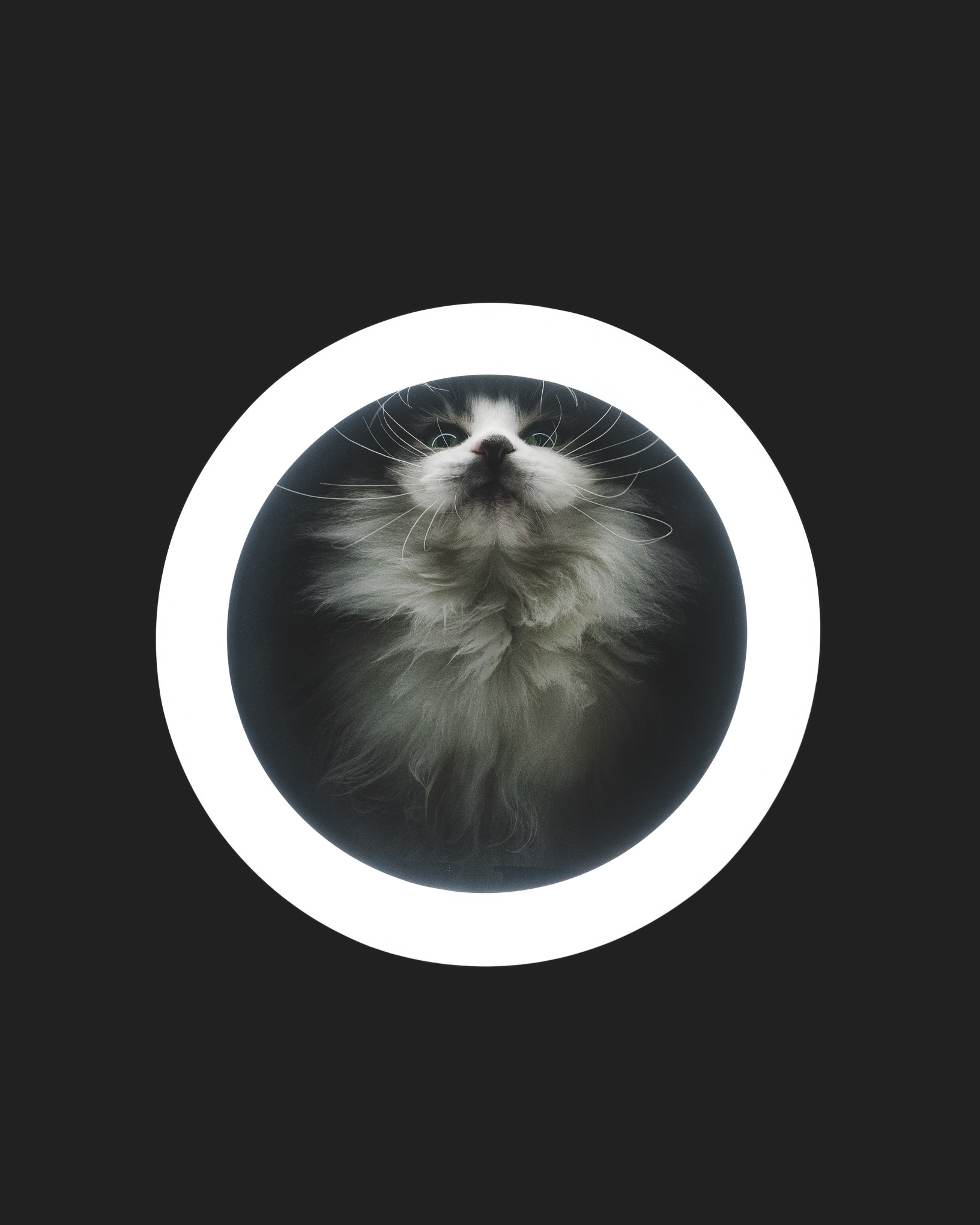 Ragdoll cross