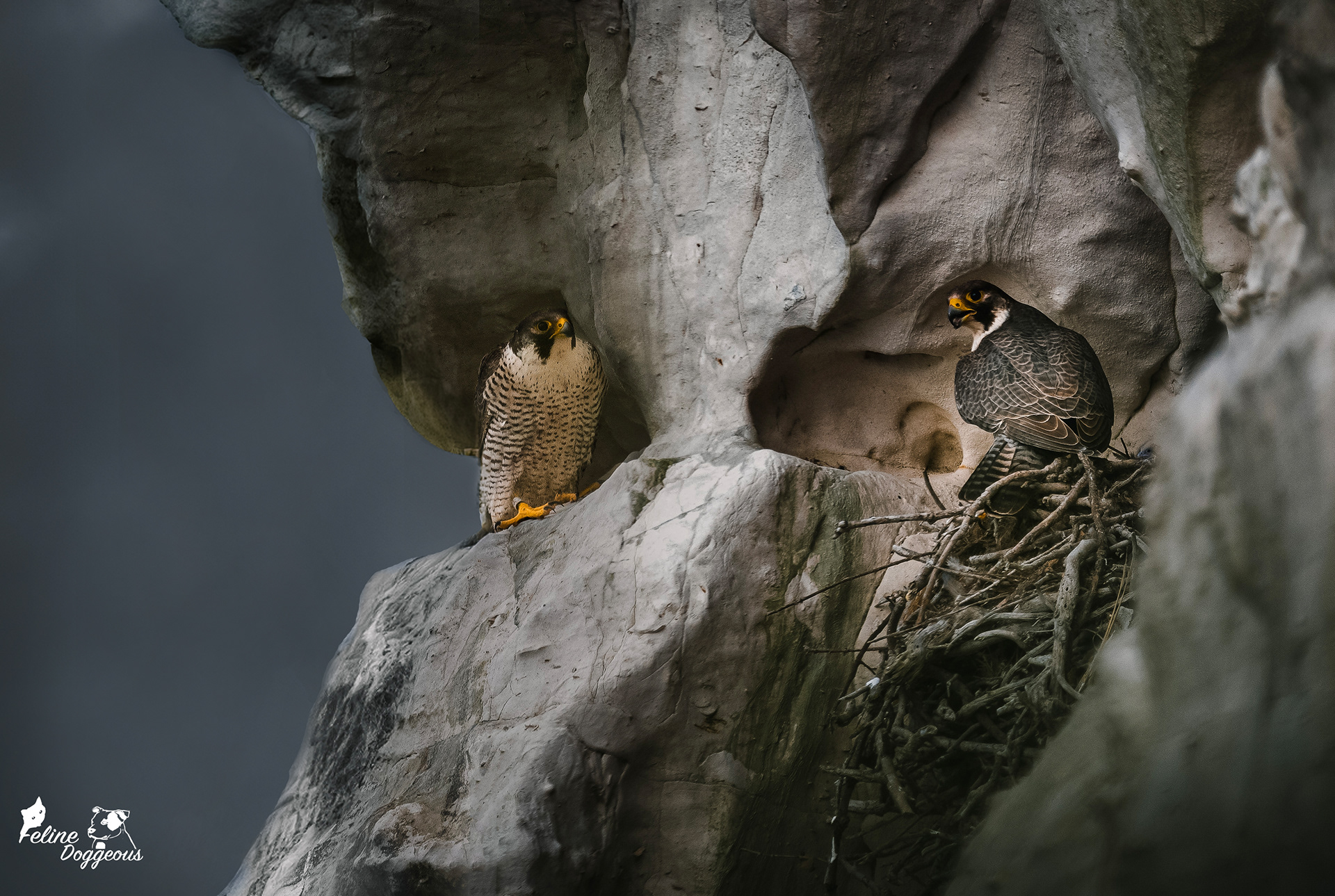 Peregrine Falcons
