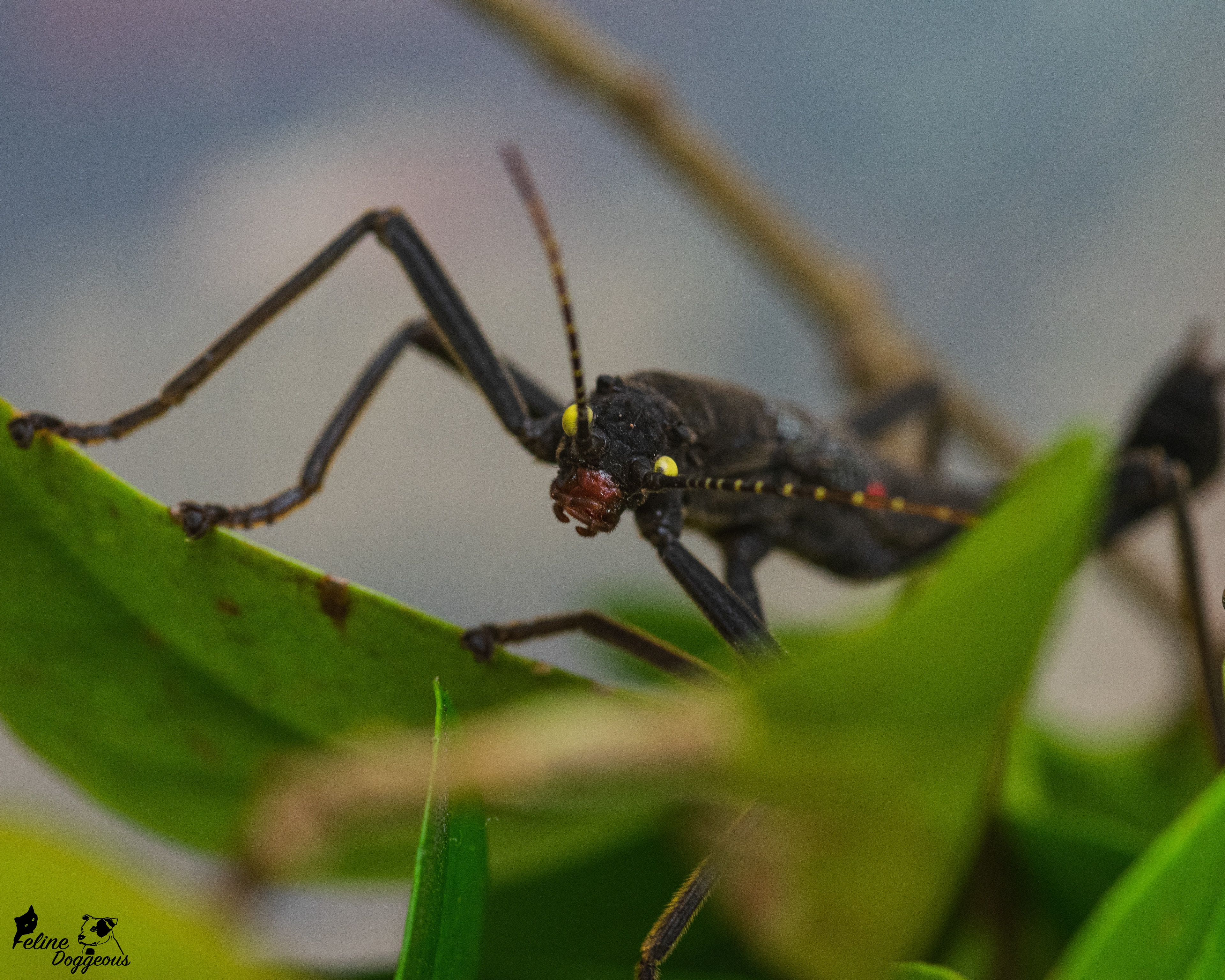 Black Beauty Stick Insect