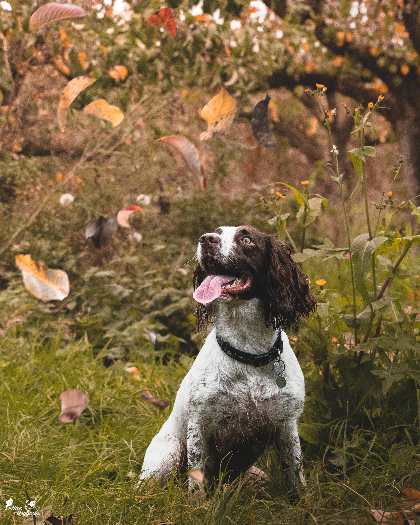 Springer Spaniel