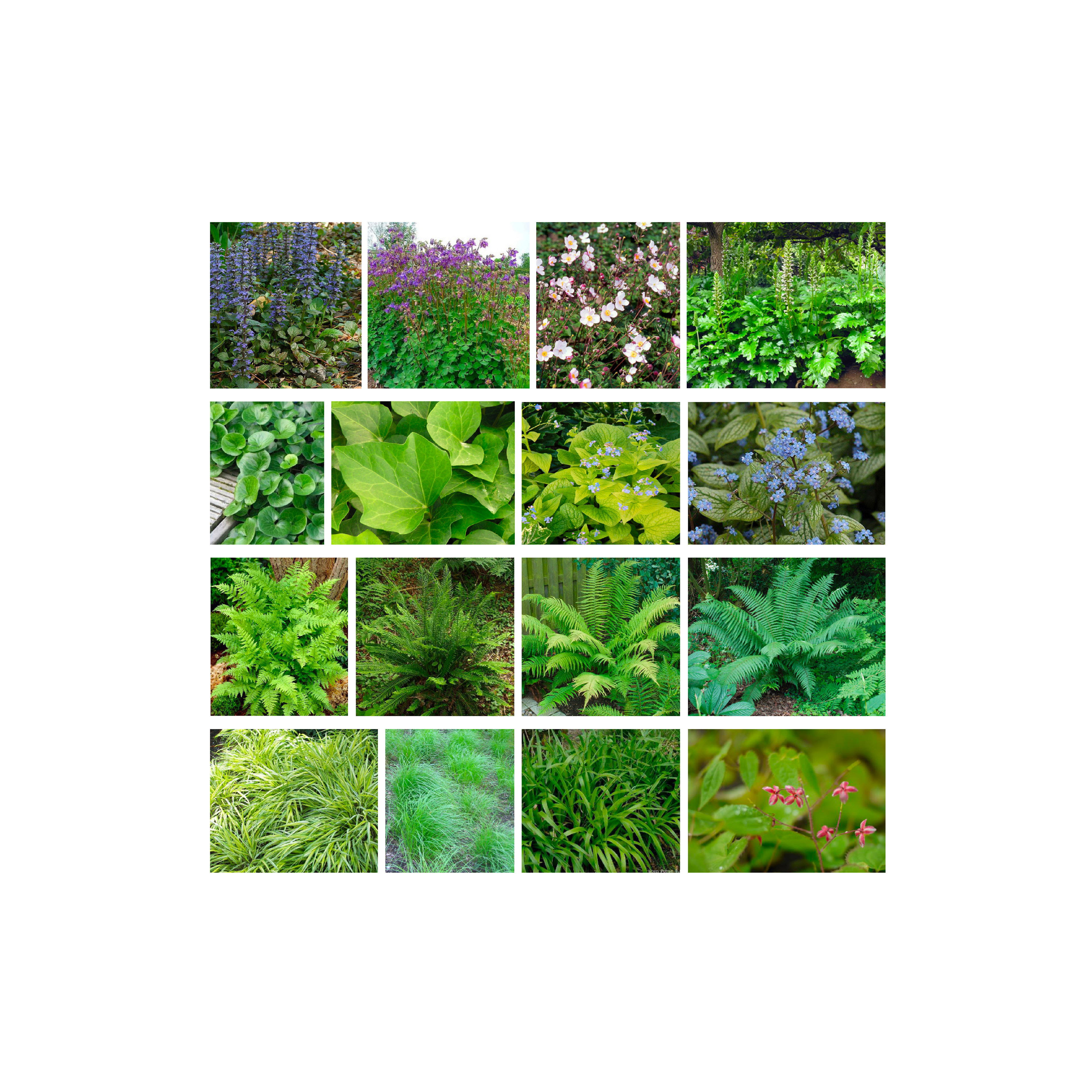 Moss paysage paysagiste concepteur urbaniste urbain projet architecture graphisme design espace designer designeur scénographie urbanism lansdscape architecture scolaire lycée rénovation Bretagne Ploërmel Ploermel plante cheminement