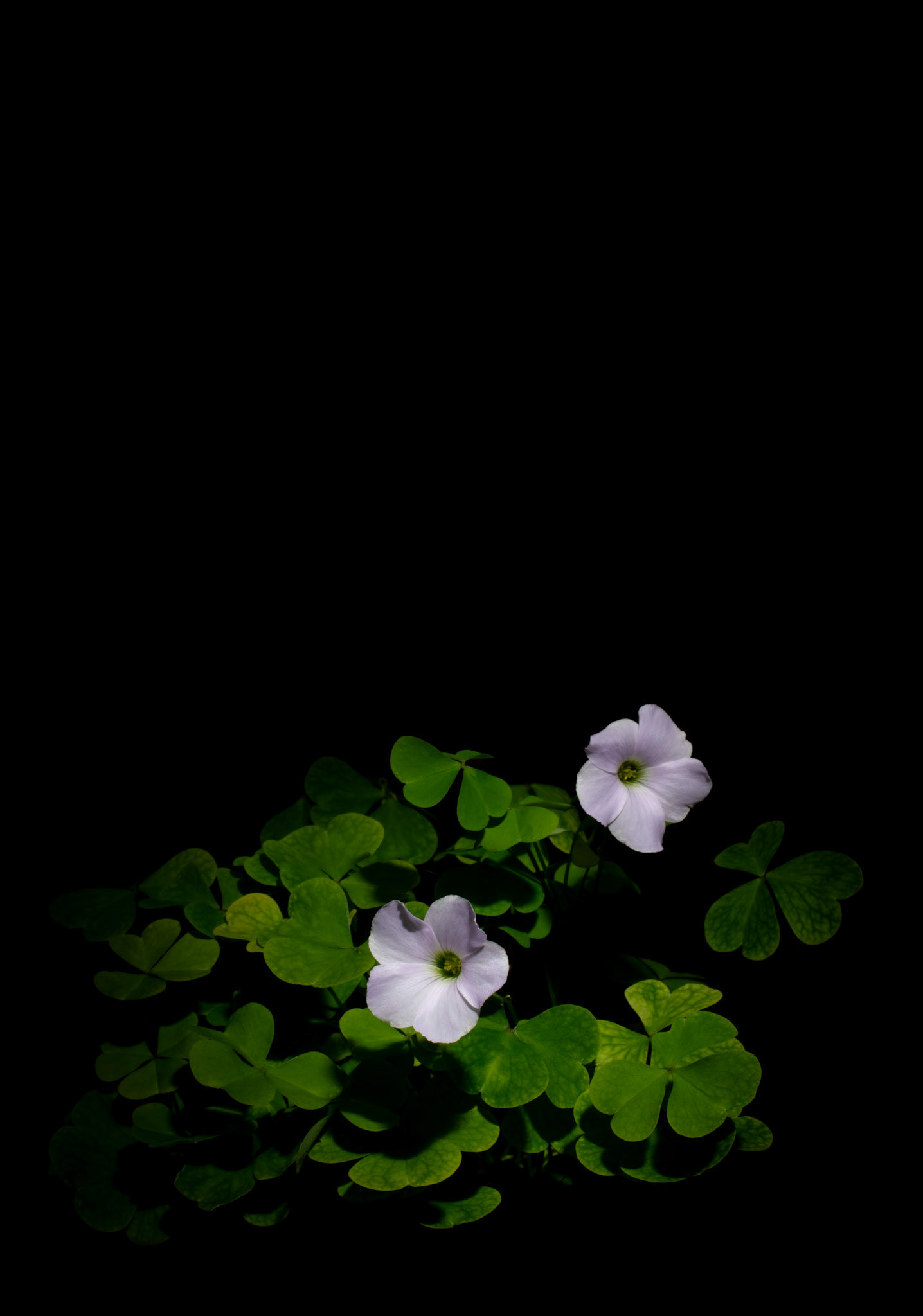Oxalis incarnata (Wood Sorrel)