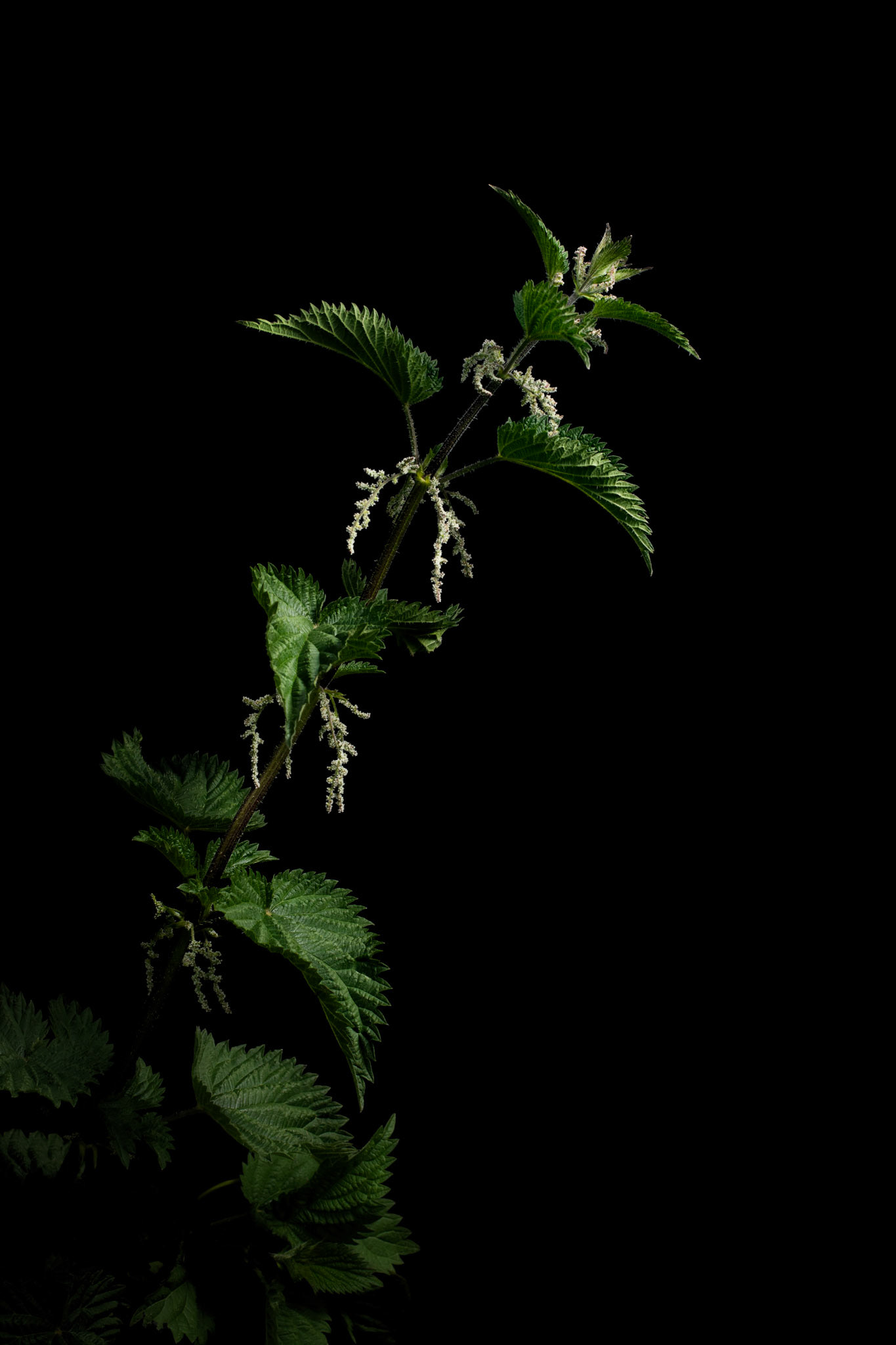Urtica dioica (Stinging Nettle)