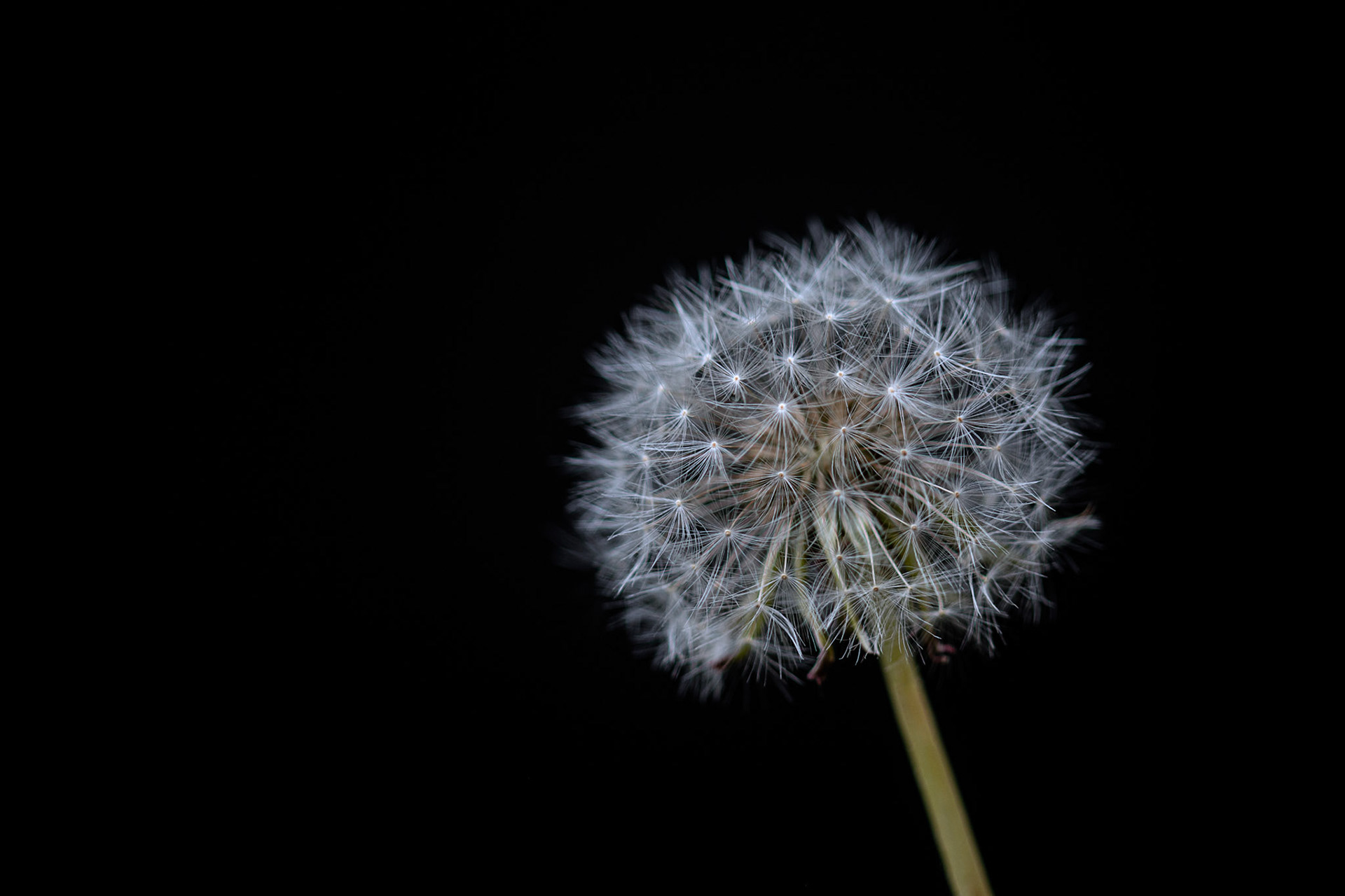 Taraxacum officinale (Dandelion)