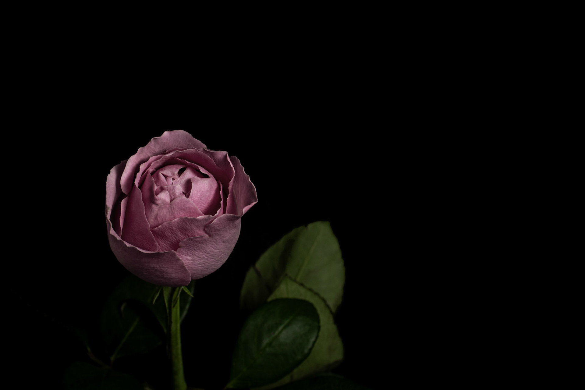 Rosa (Rose)