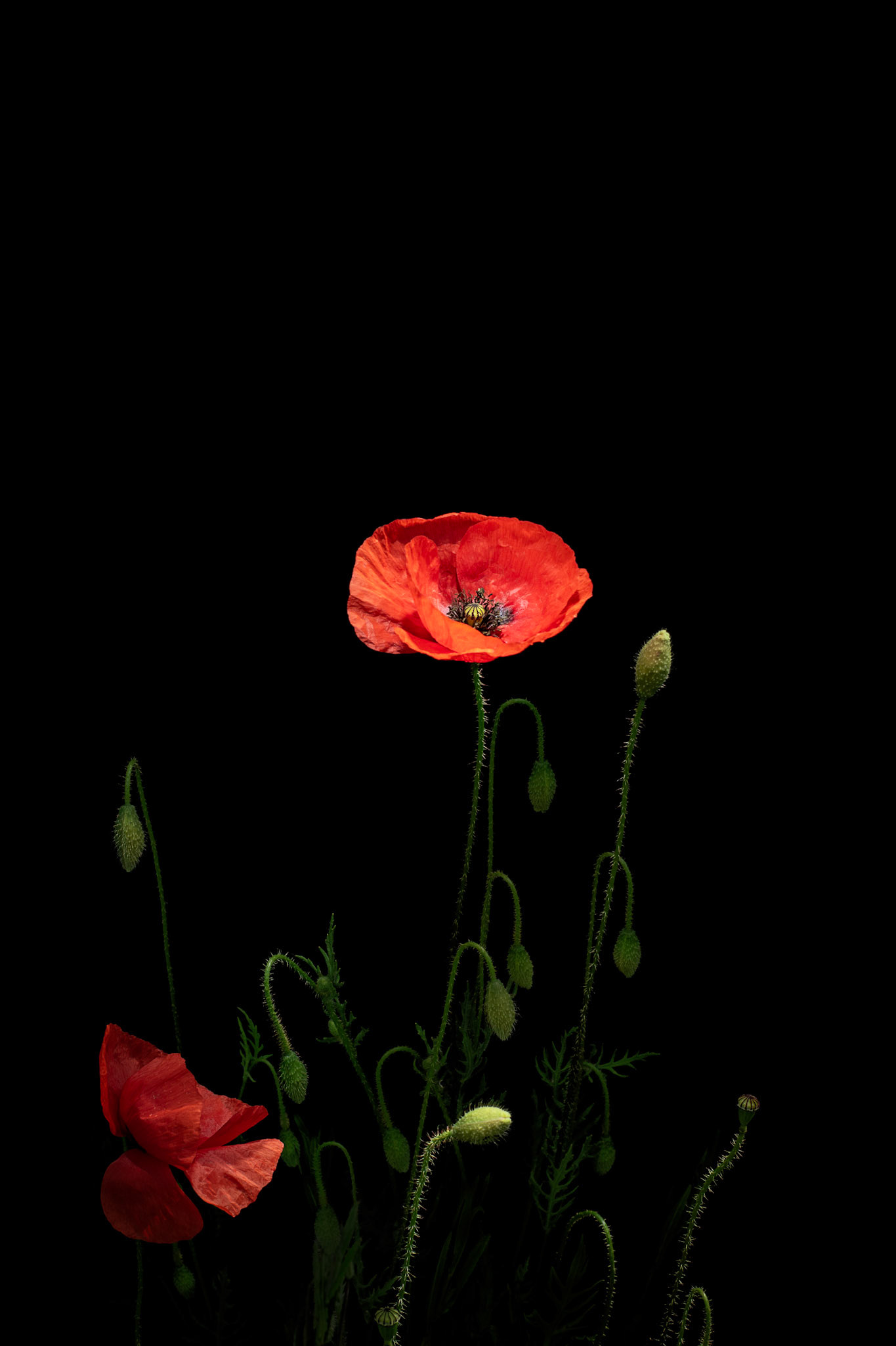 Papaver rhoeas (Common Poppy)