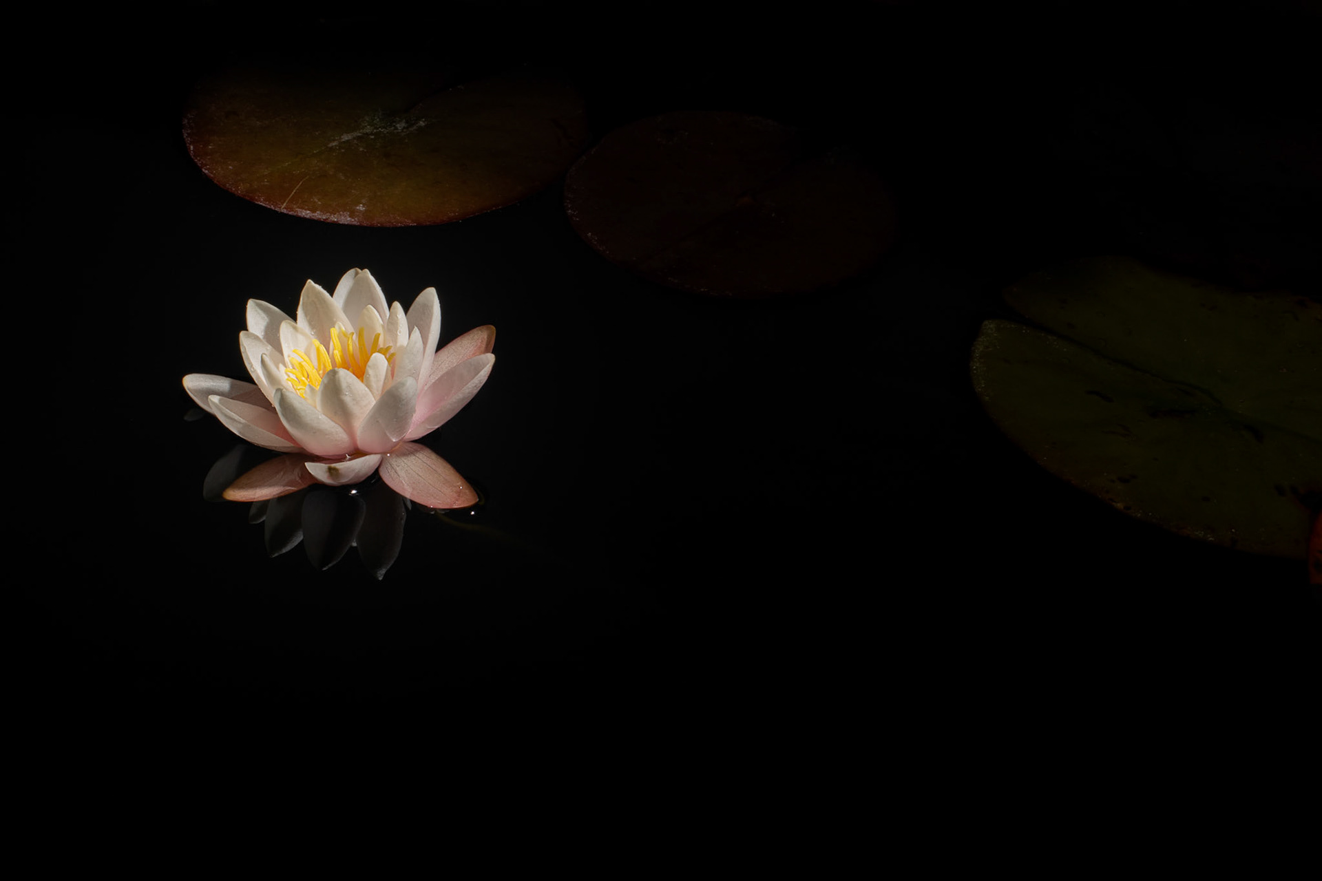 Nymphaea (Water Lily)