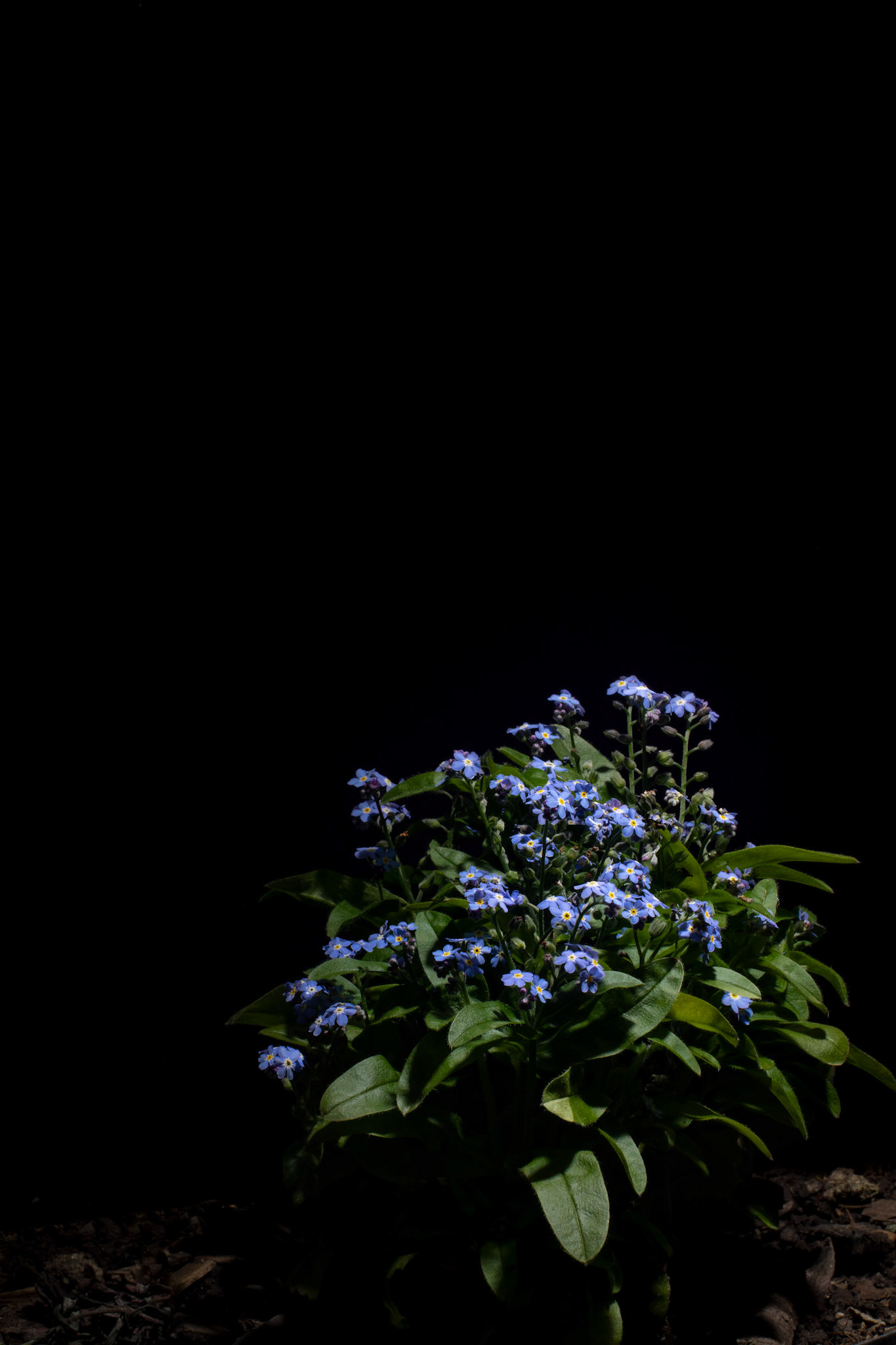 Myosotis (Forget-Me-Not)