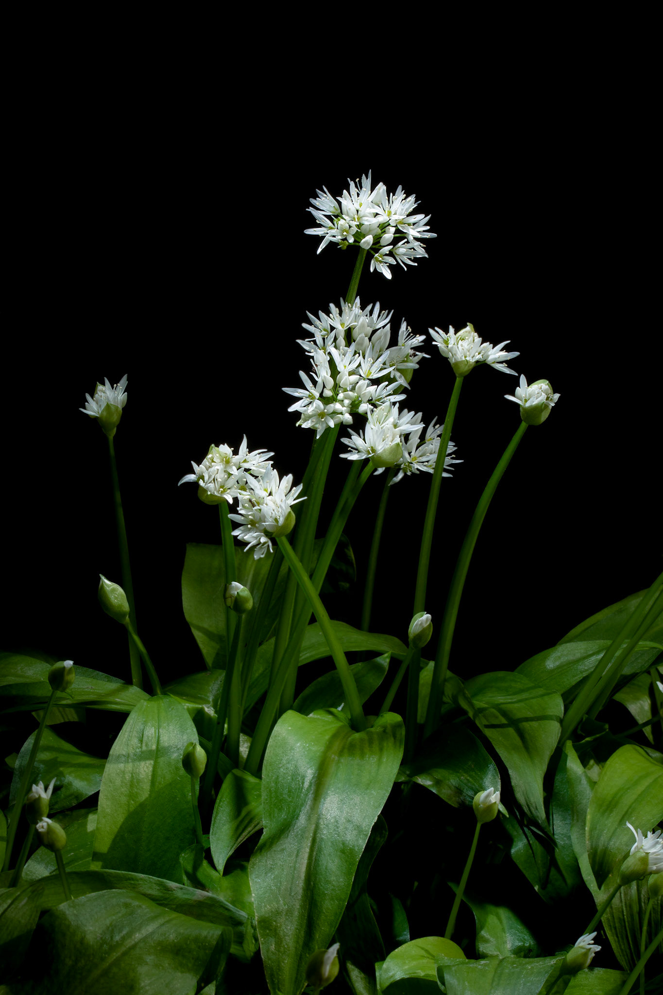 Allium ursinum (Wild Garlic)