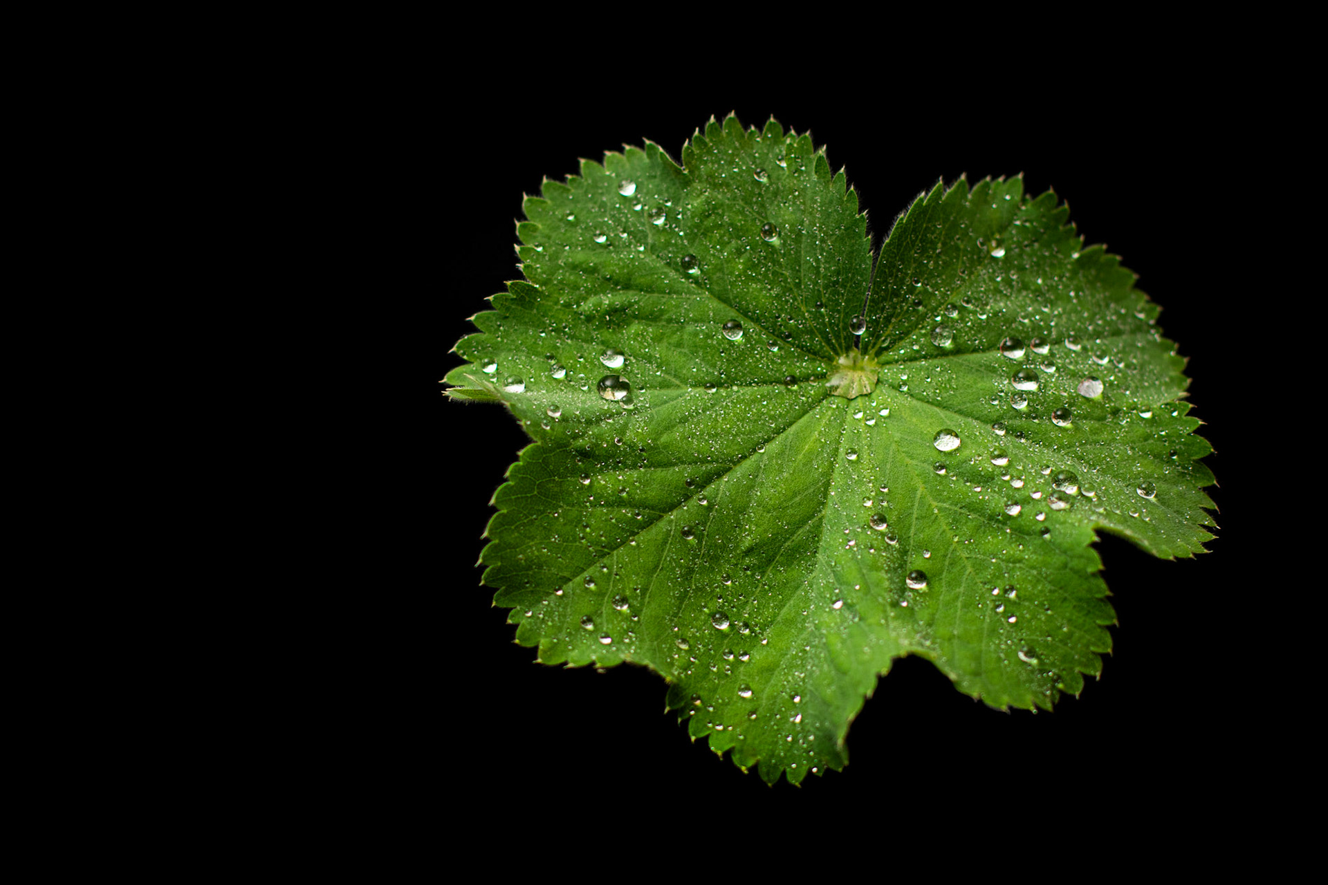 Alchemilla mollis (Lady's Mantle)