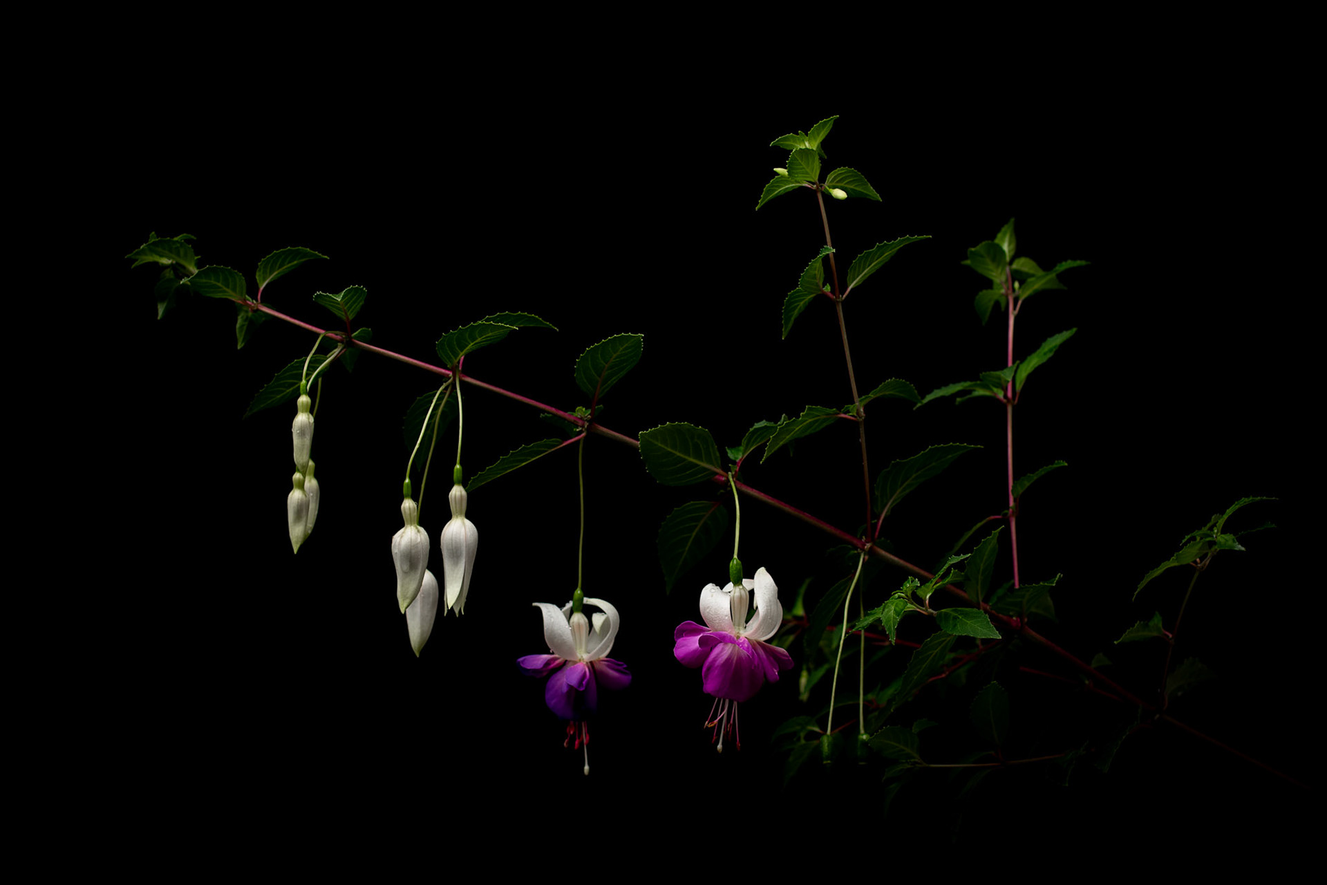 Fuchsia 'Delta's Sarah'