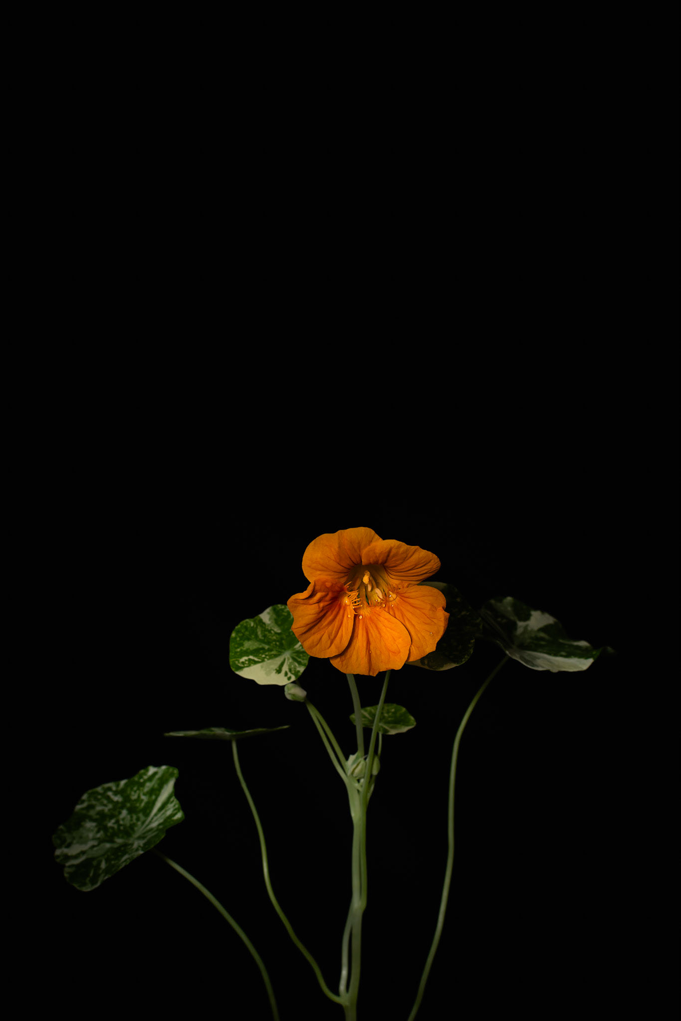 Tropaeolum majus (Nasturtium)