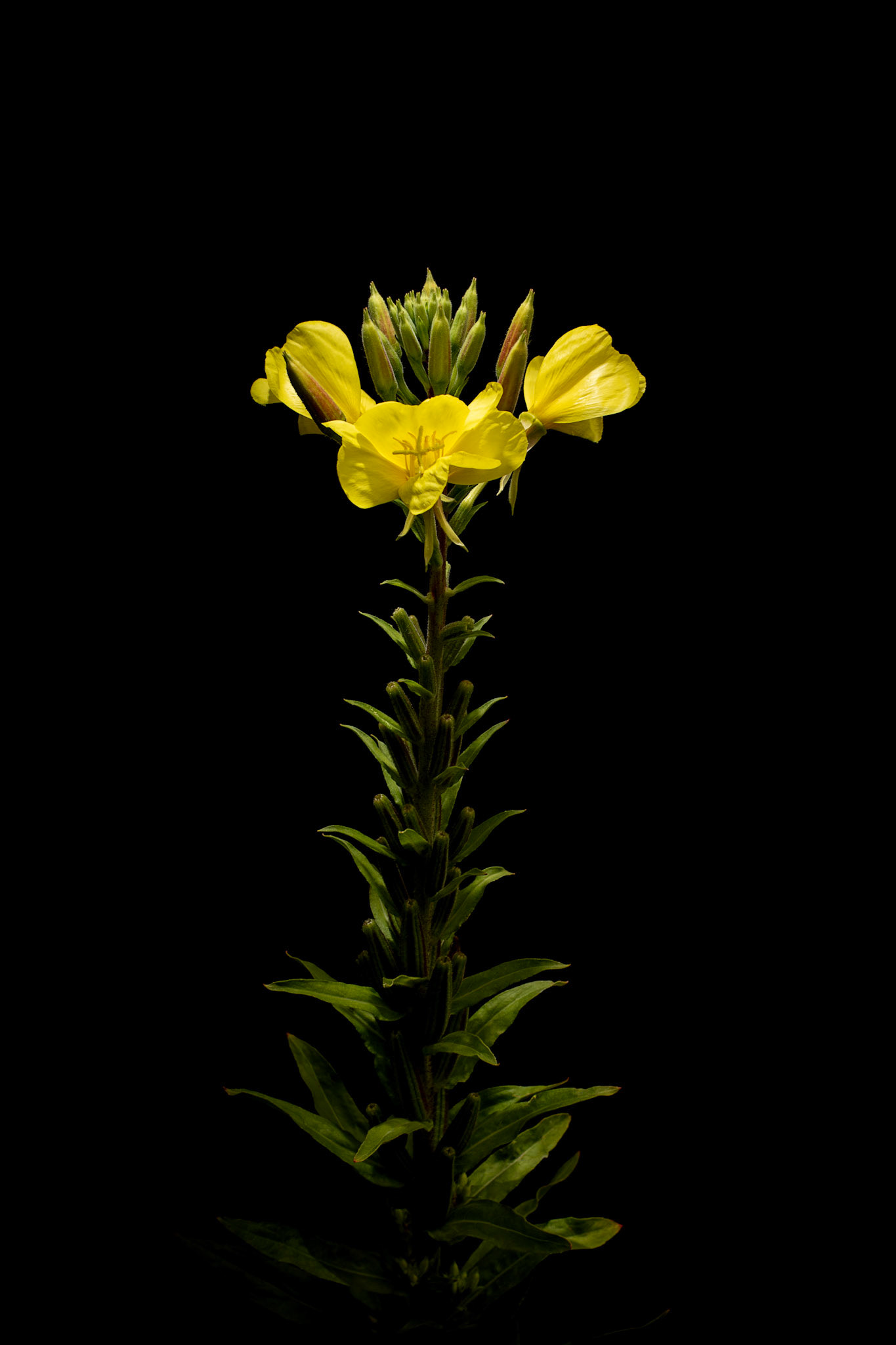 Oenothera biennis (Evening Primrose)