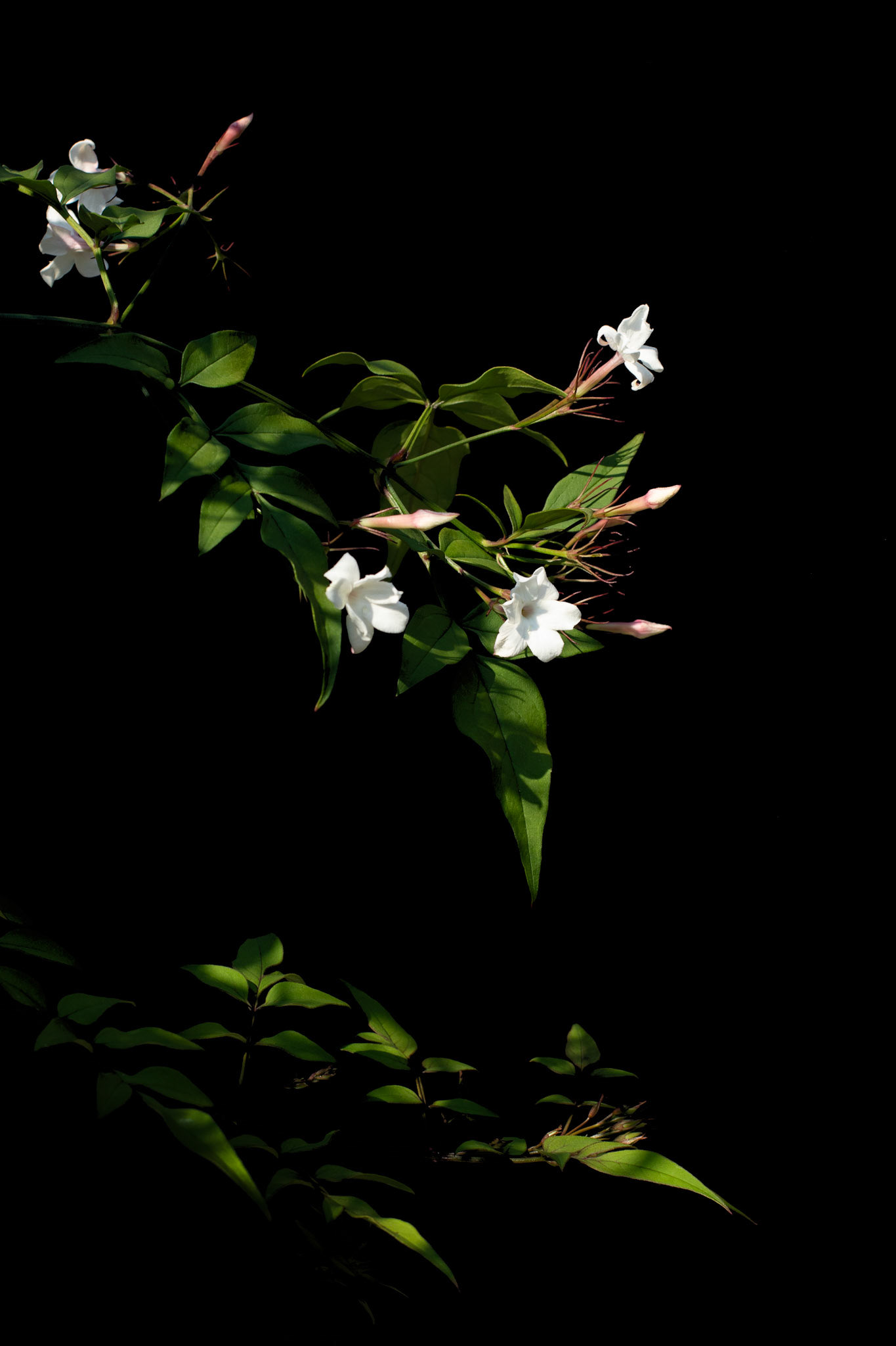 Jasminum officiale (Common Jasmine)