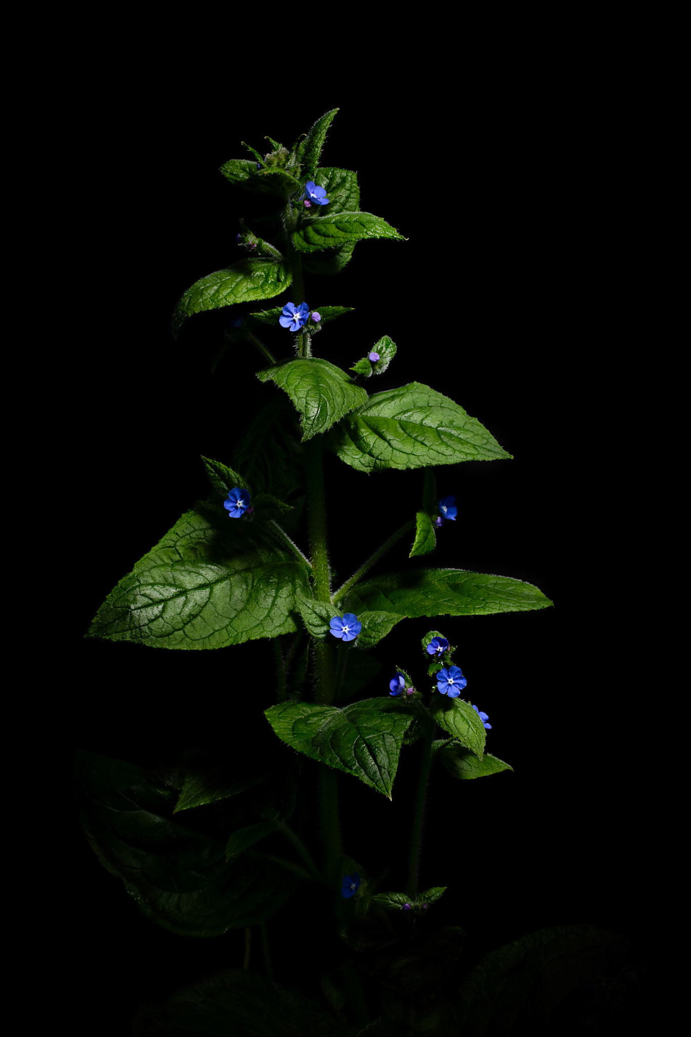 Pentaglottis sempervirens (Green Alkanet)