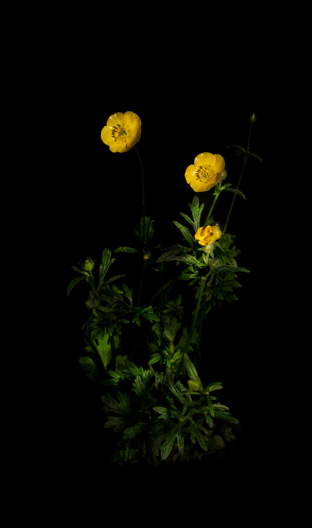 Ranunculus (Buttercup)