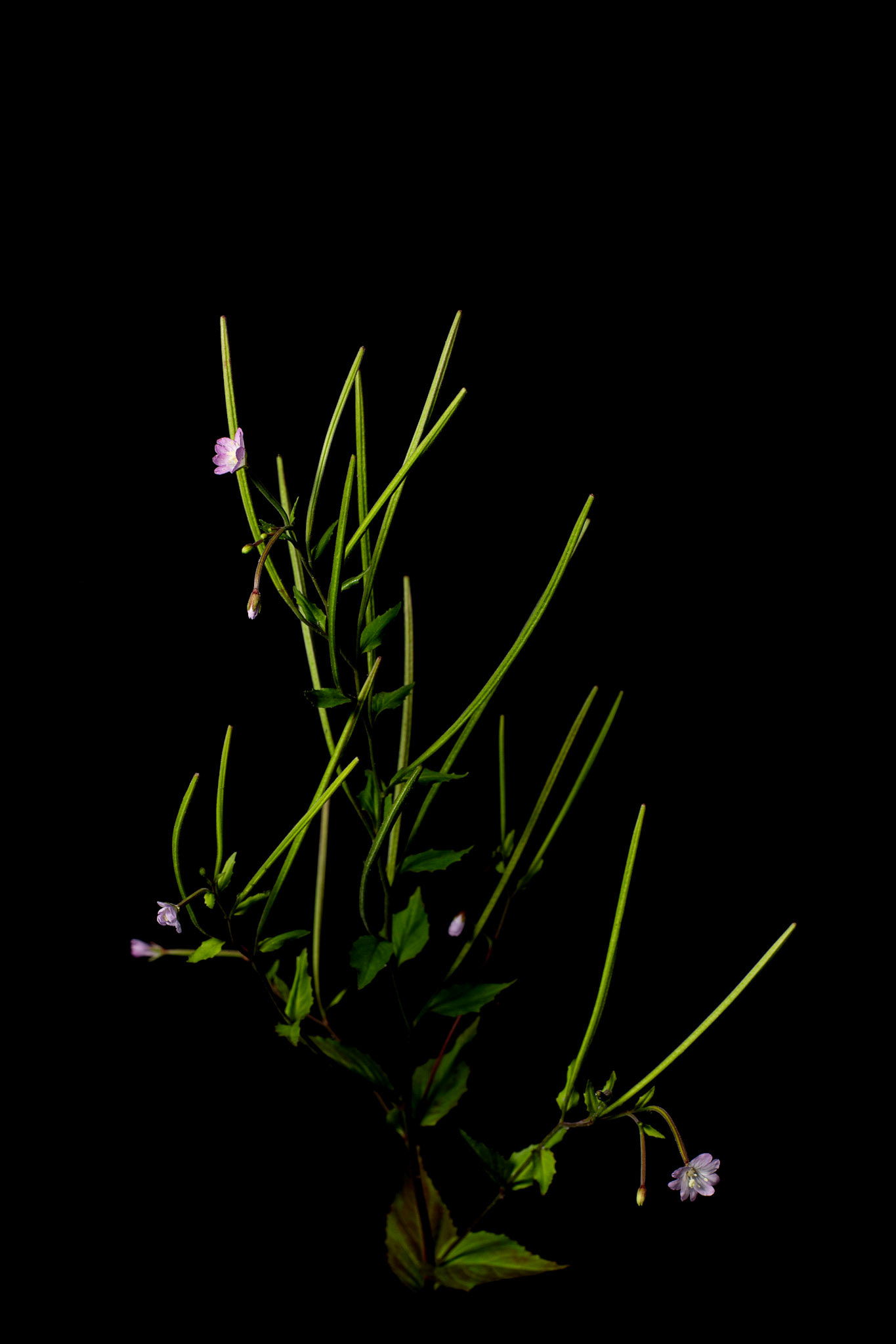 Epilobium (Willowherb)