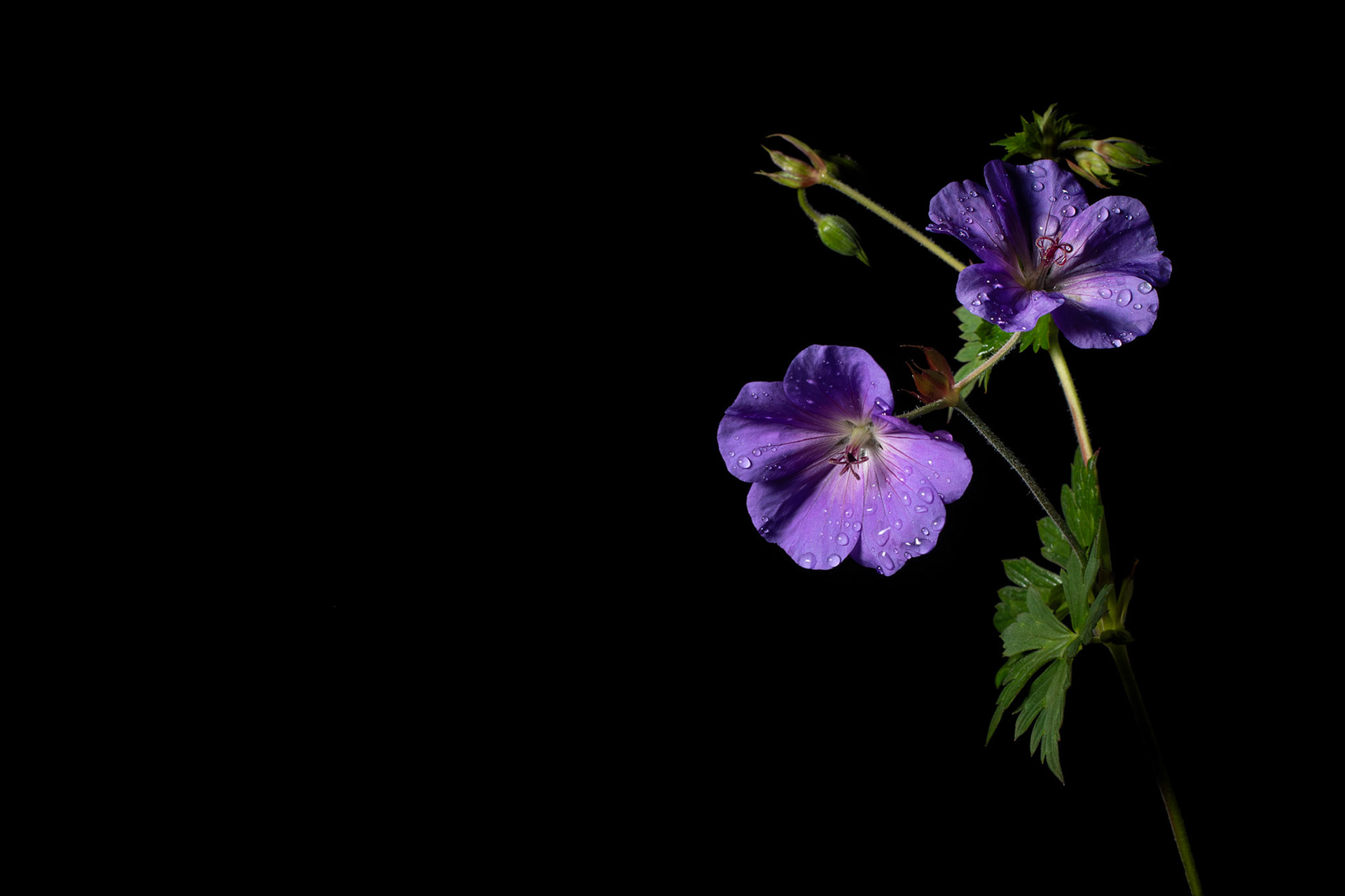 Geranium 'Rozanne'