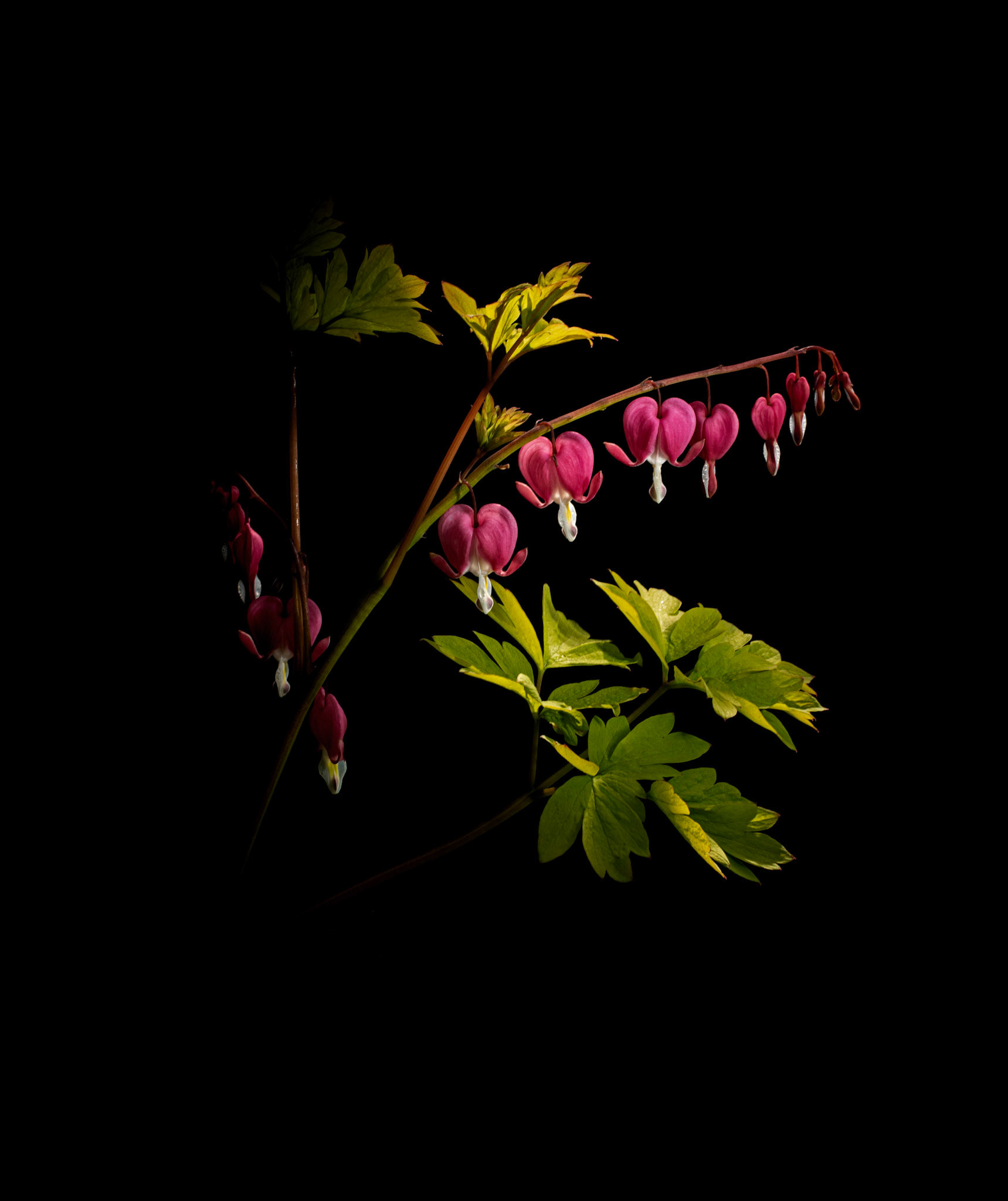 Lamprocapnos spectabilis (Bleeding Heart)