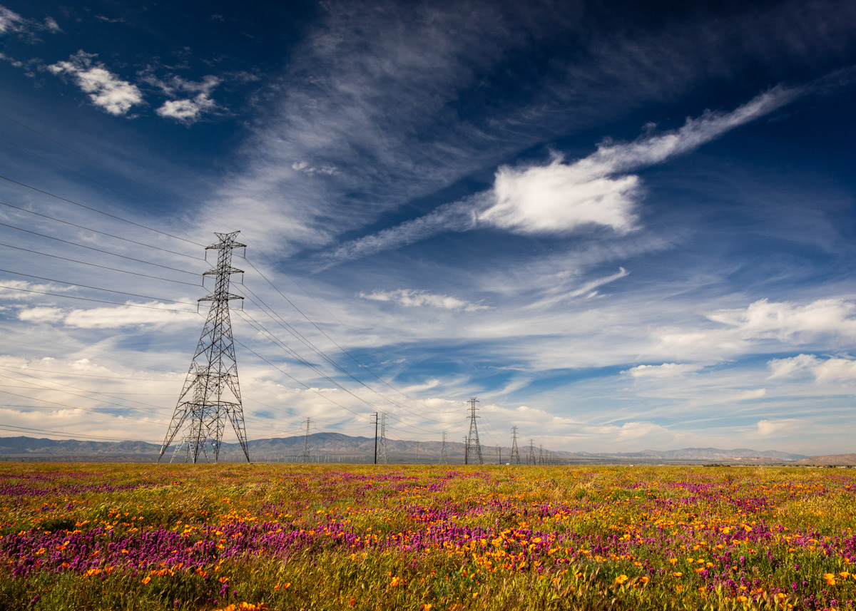 Antelope Valley Poppy Fields