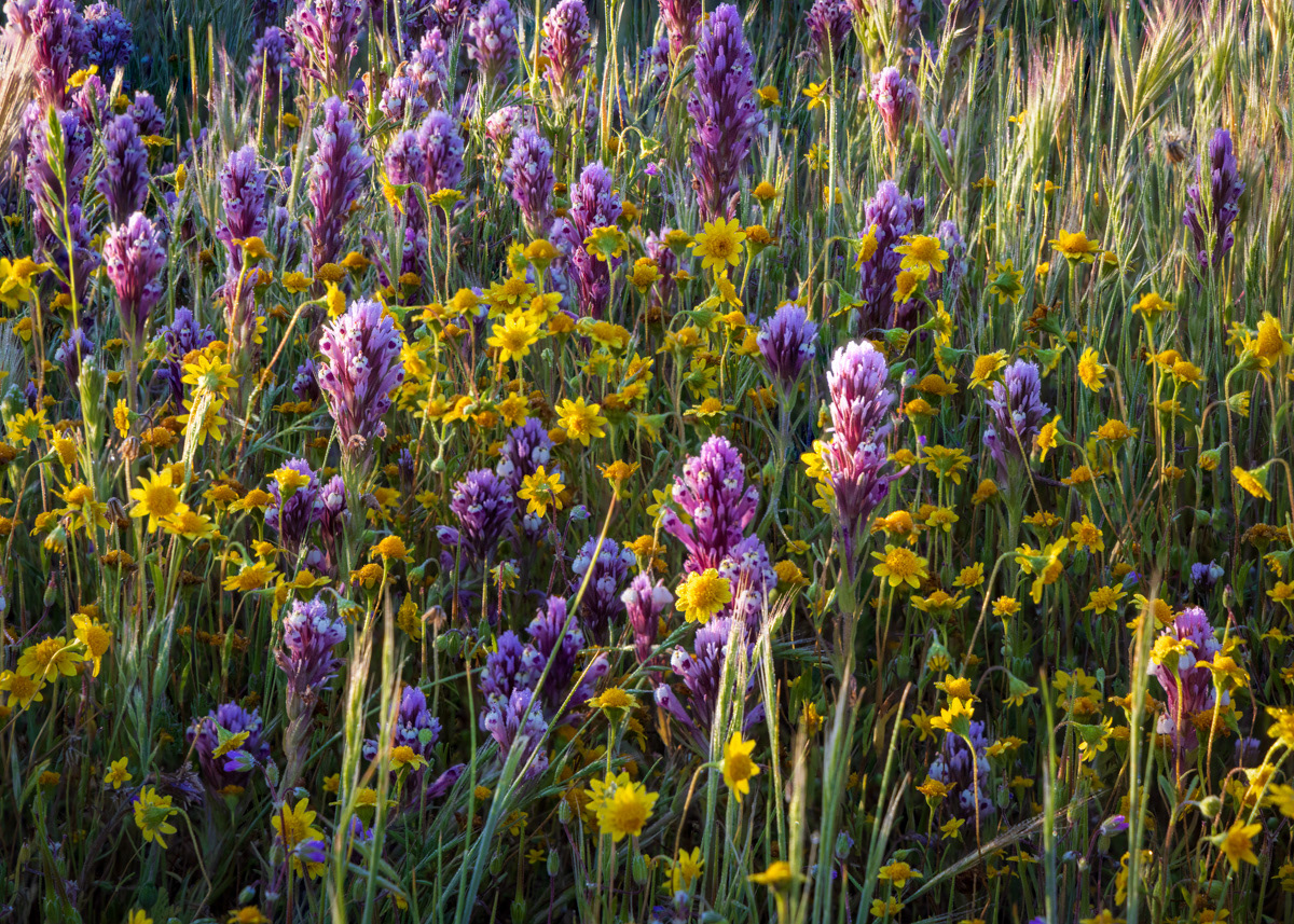 Carrizo Plain