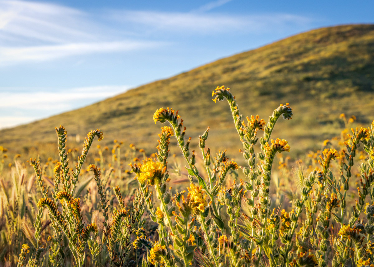 Fiddlenecks, Carrizo Plain