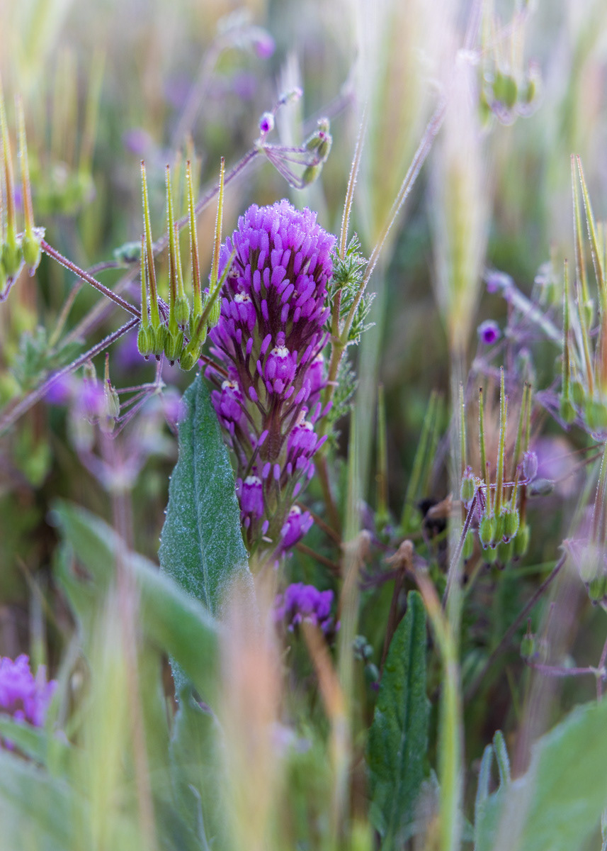 Owl's Clover, Carrizo Plain