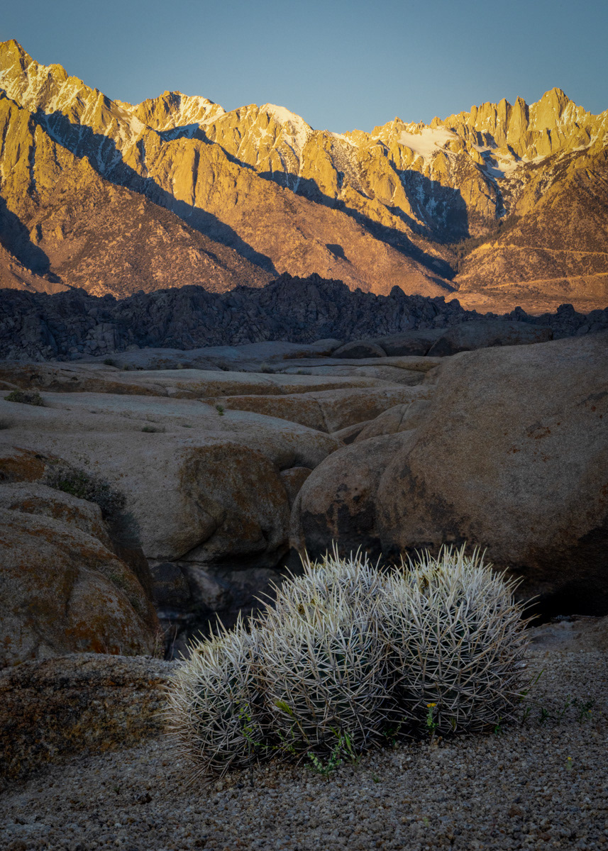 Barrel Cactus at the Alabama Hills