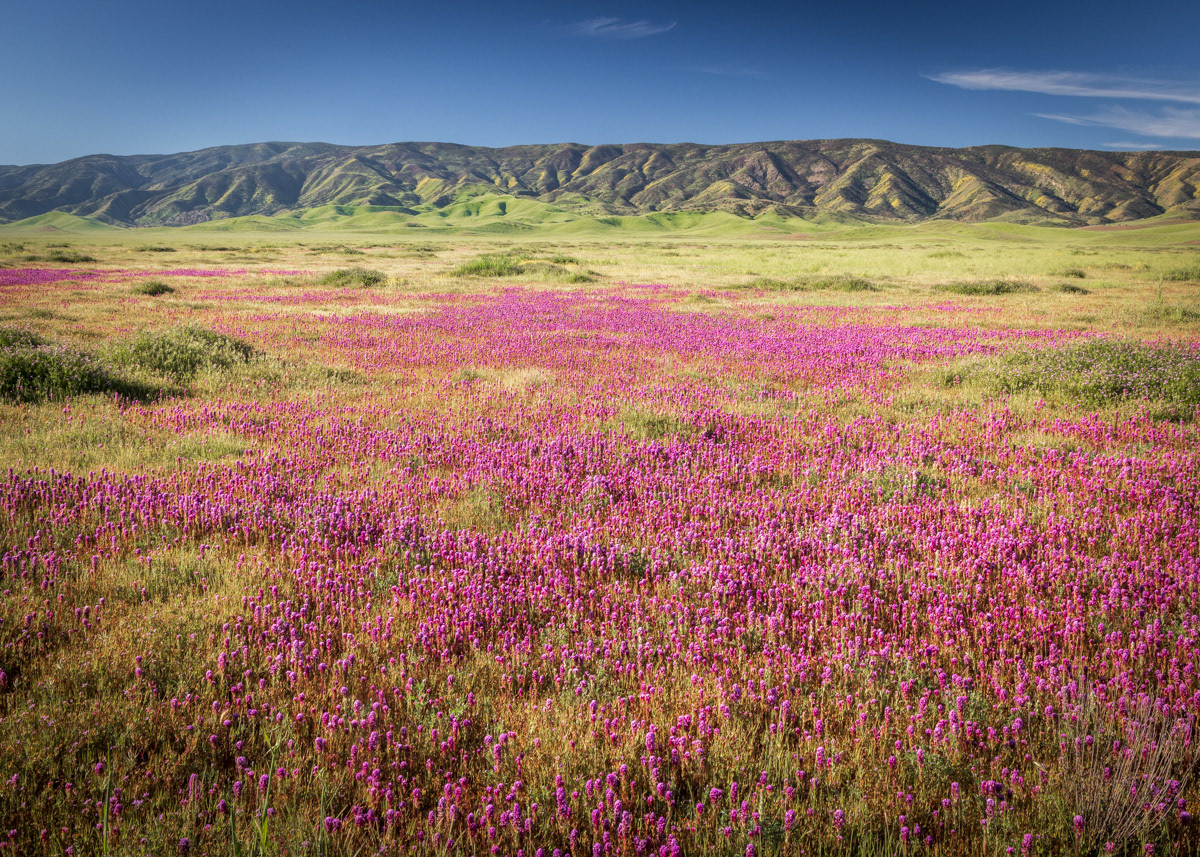 Owl's Clover on the Carrizo Plain