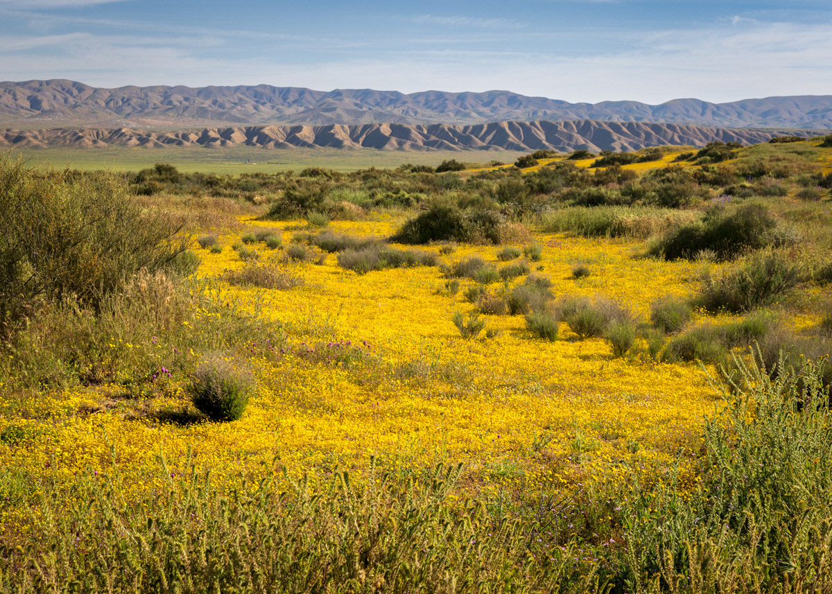 Goldfields on the Carrizo Plain