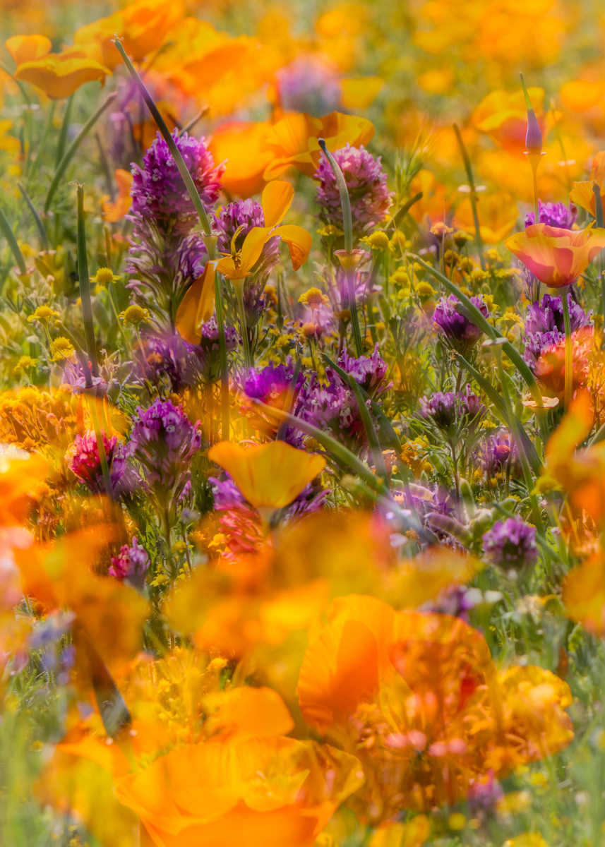 Antelope Valley Poppy Fields