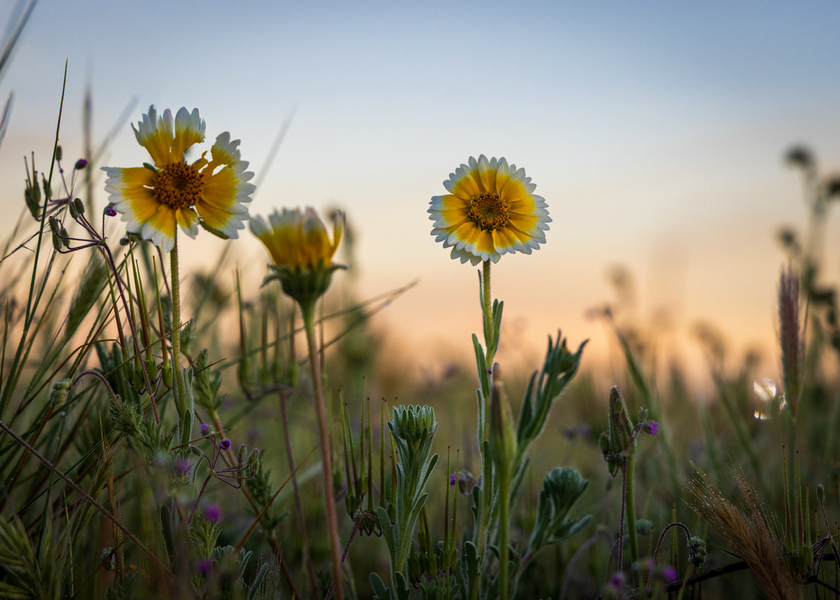 Tidytips, Carrizo Plain
